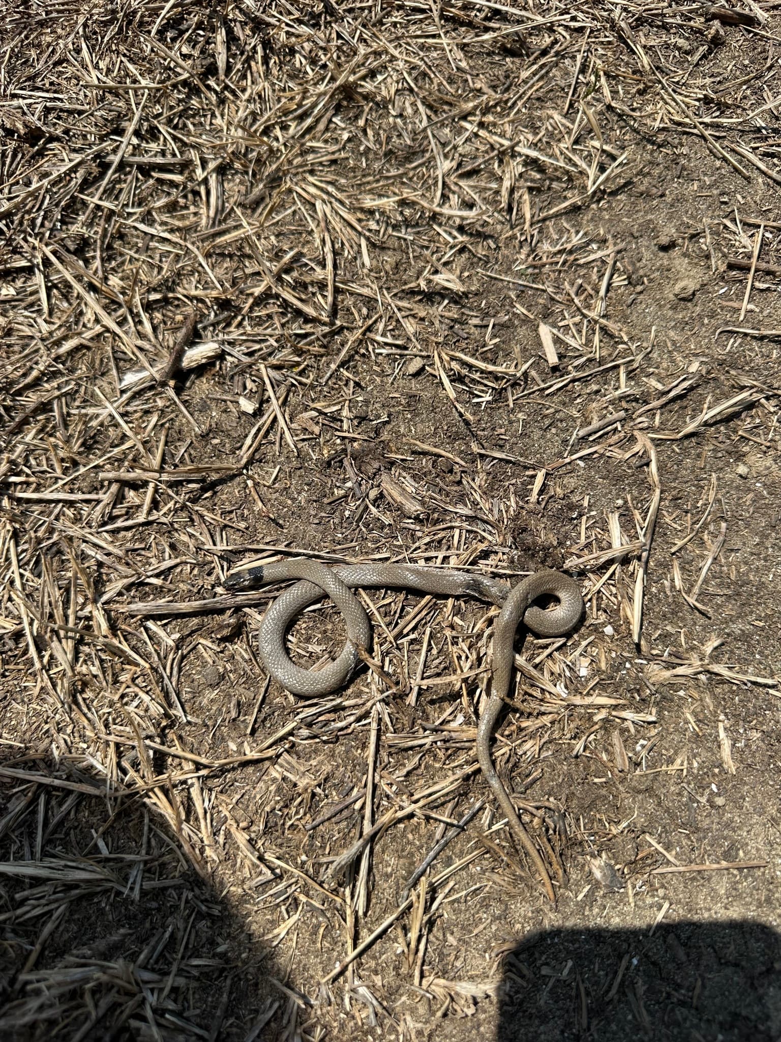 Collared Dwarf Snake (Eirenis collaris) Georgia