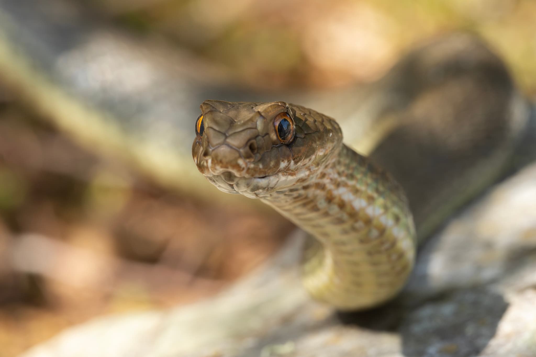 Eastern Montpellier Snake (Malpolon insignitus) Georgia