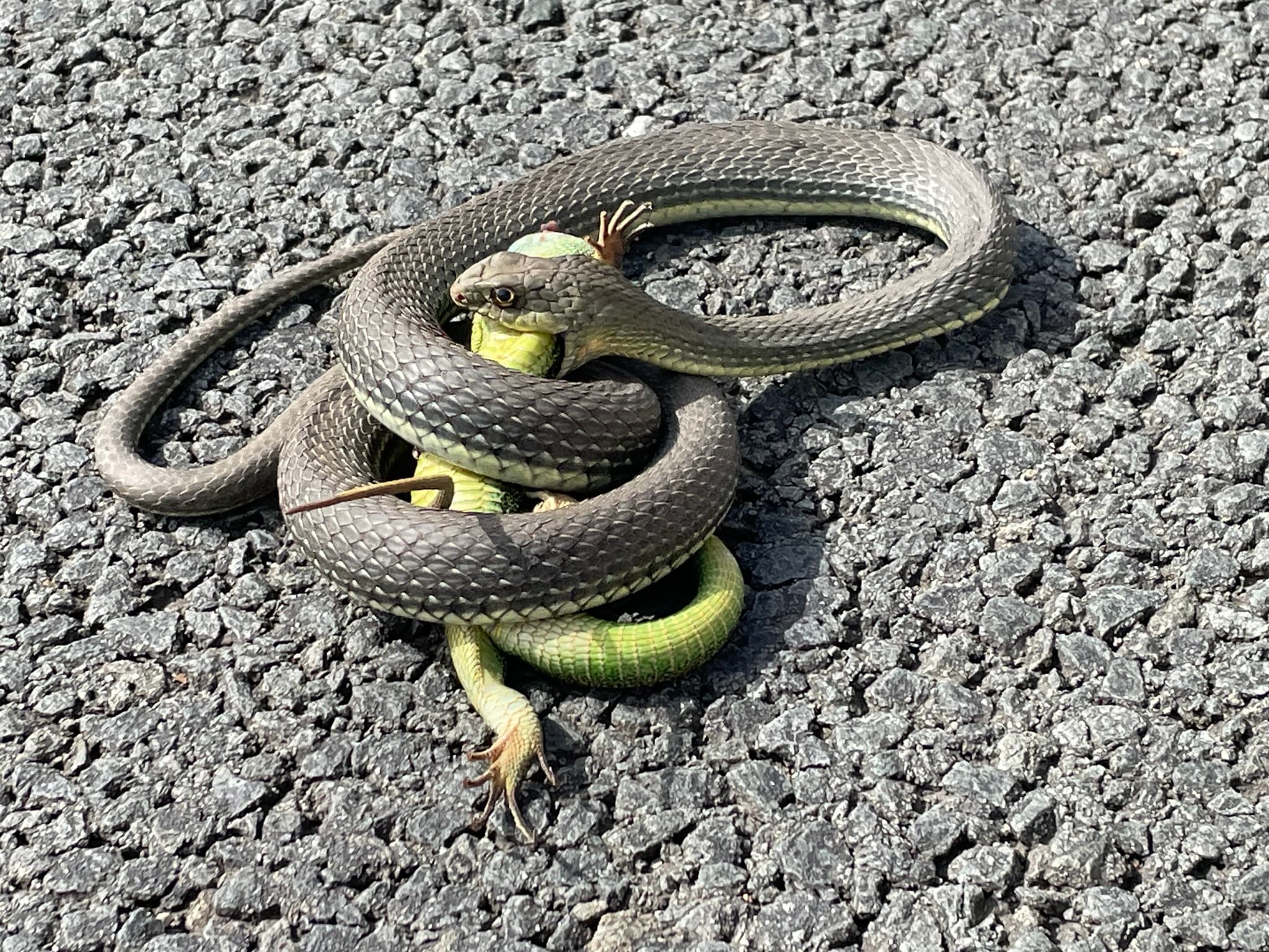 Eastern Montpellier Snake (Malpolon insignitus) Georgia