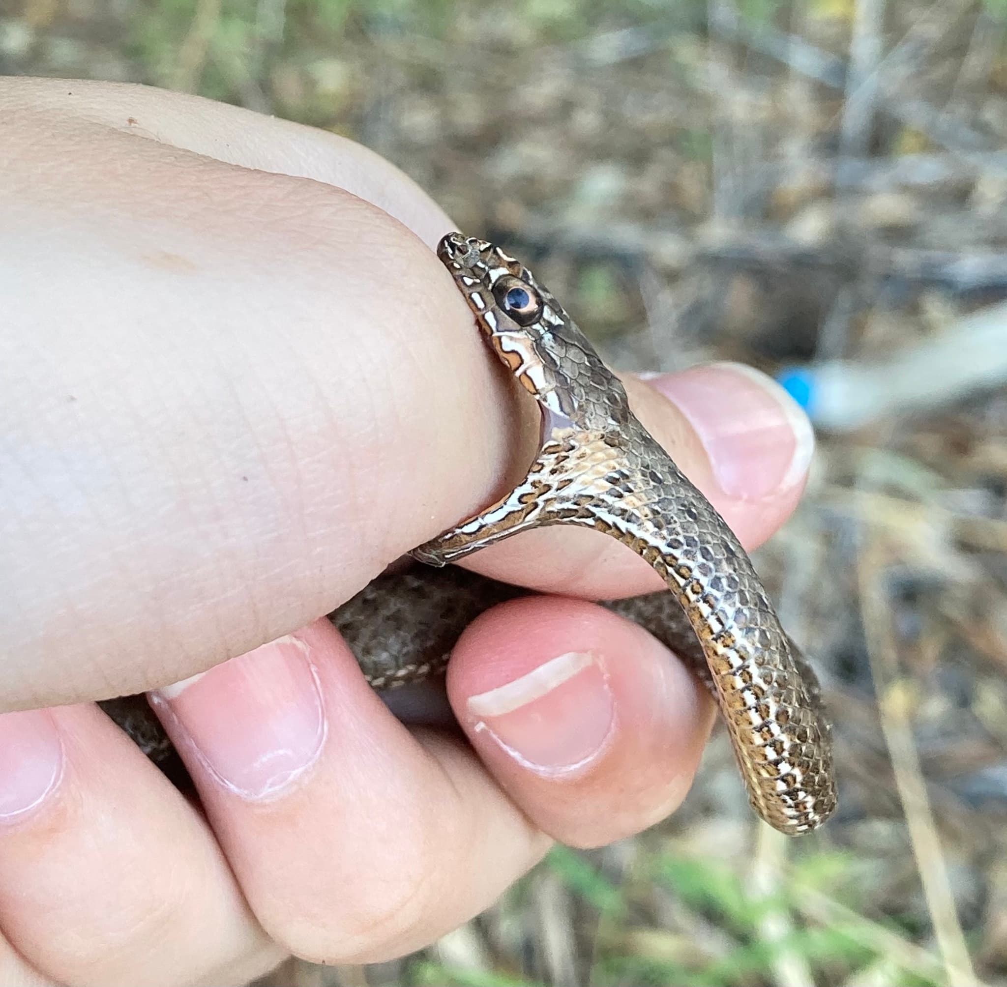 Eastern Montpellier Snake (Malpolon insignitus) Georgia