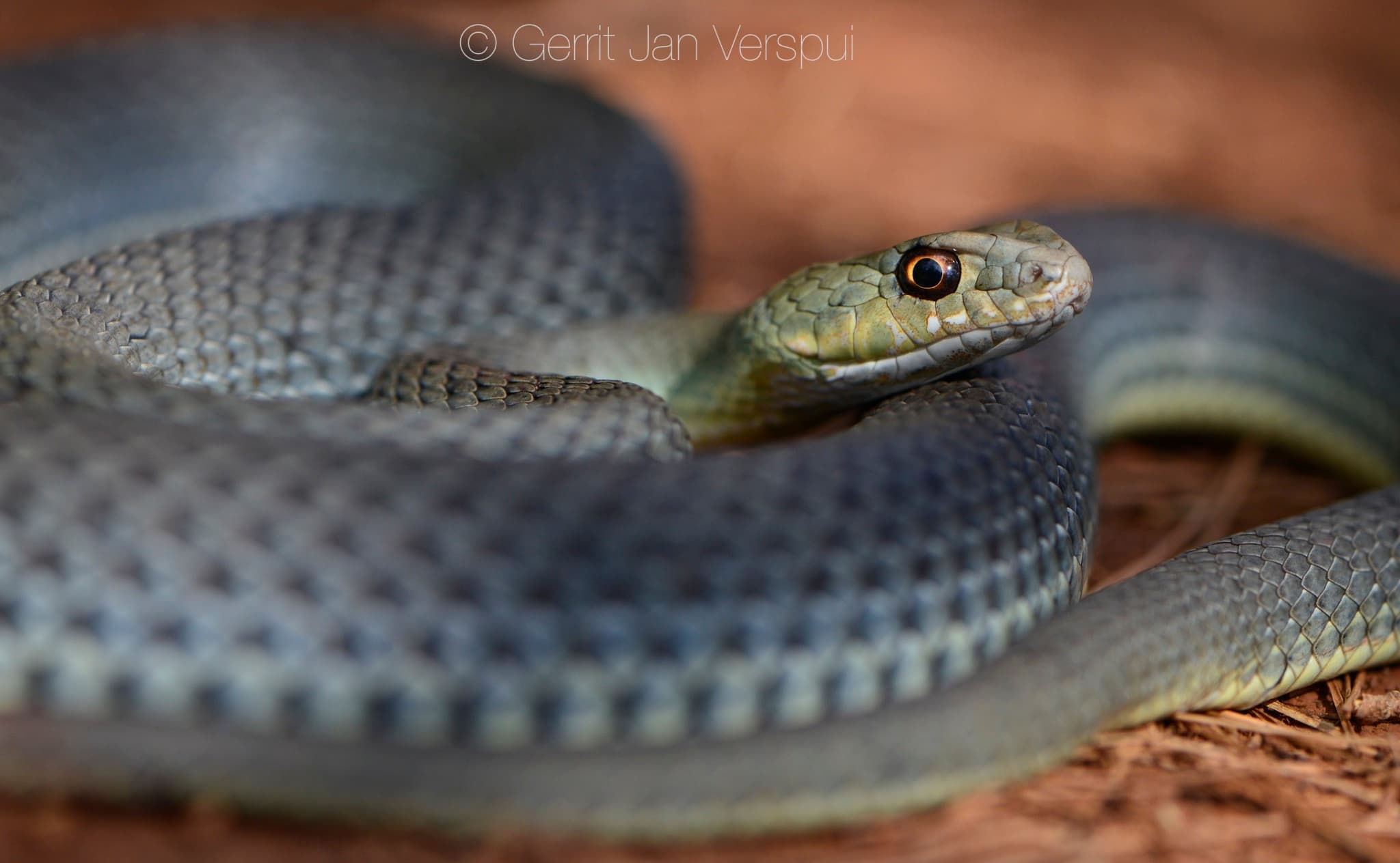 Eastern Montpellier Snake (Malpolon insignitus) Georgia