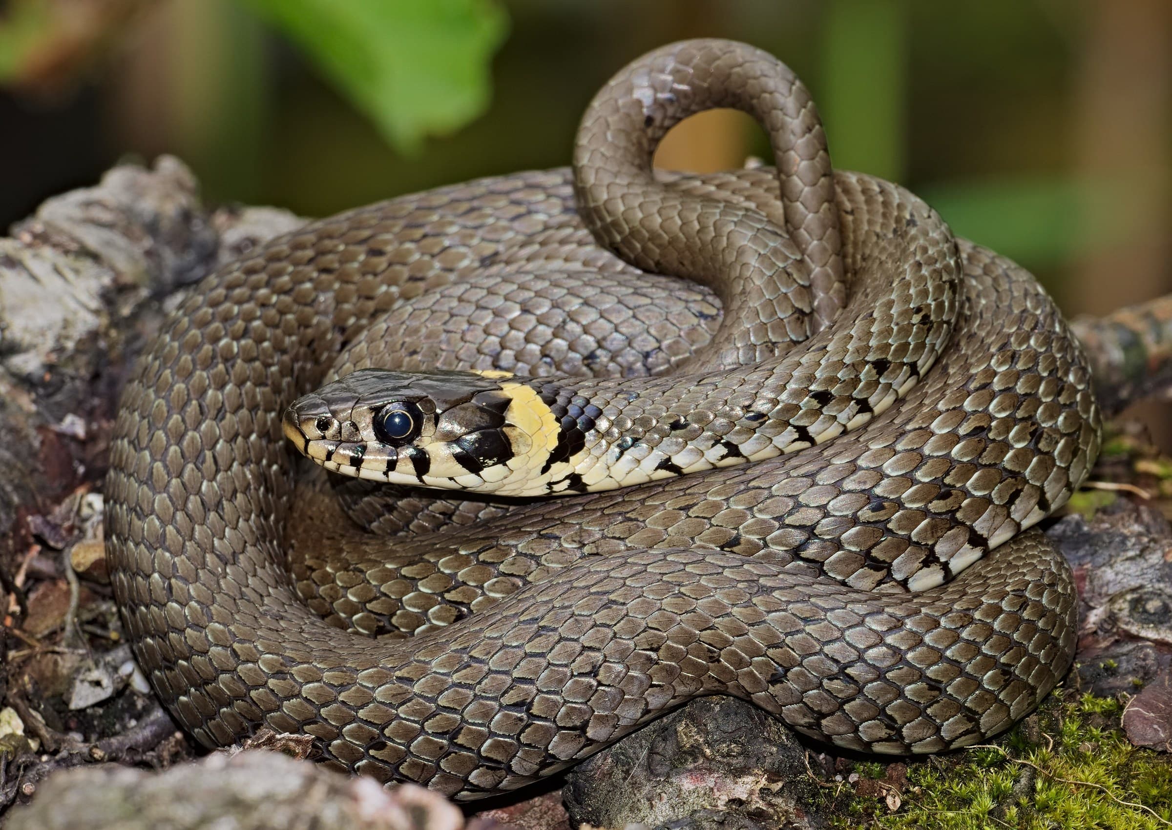 Grass snake (Natrix natrix) Georgia — humid west