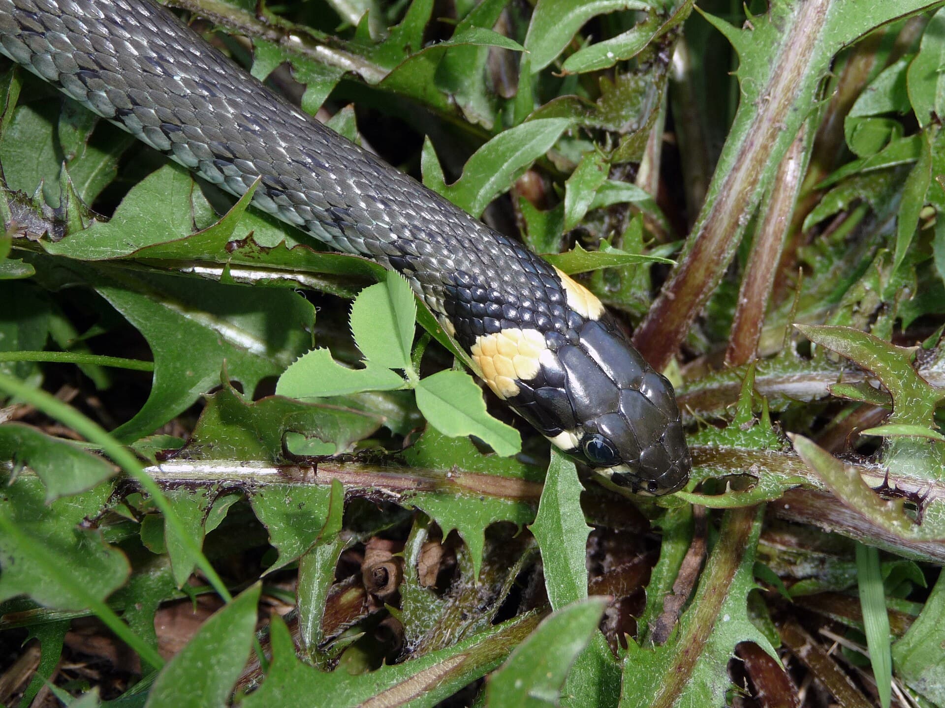 Grass snake (Natrix natrix) Georgia — humid west