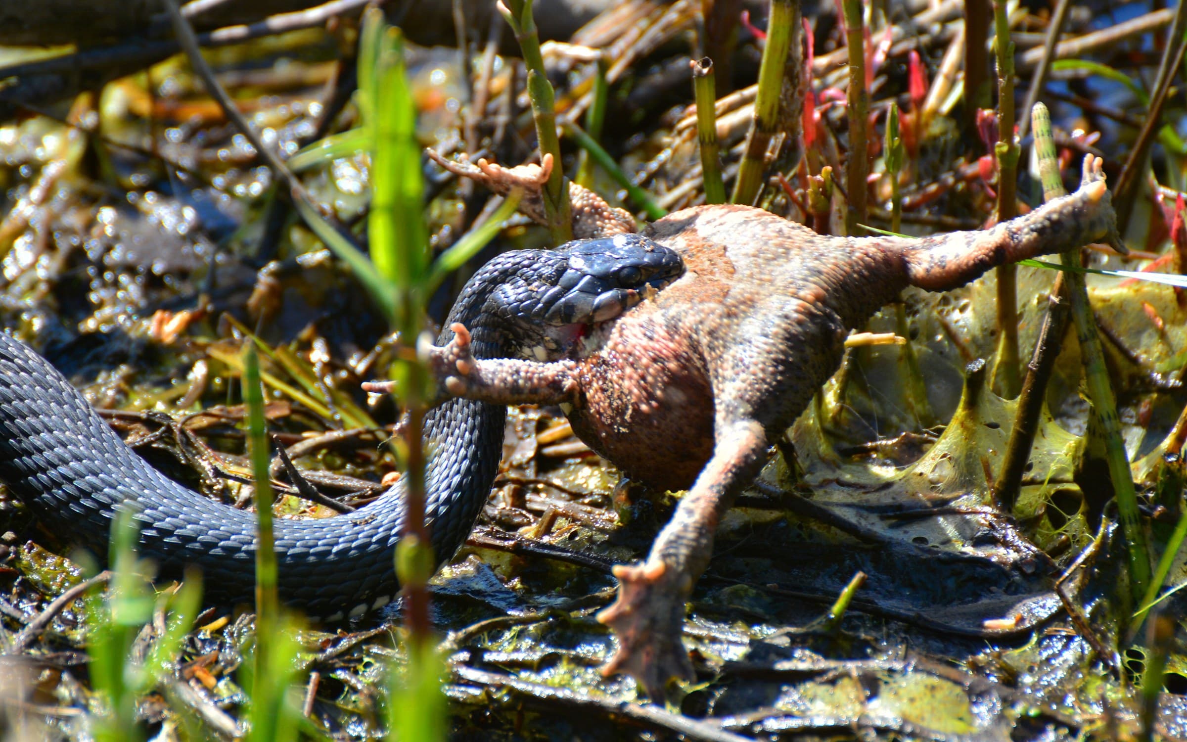 Grass snake (Natrix natrix) Georgia — humid west