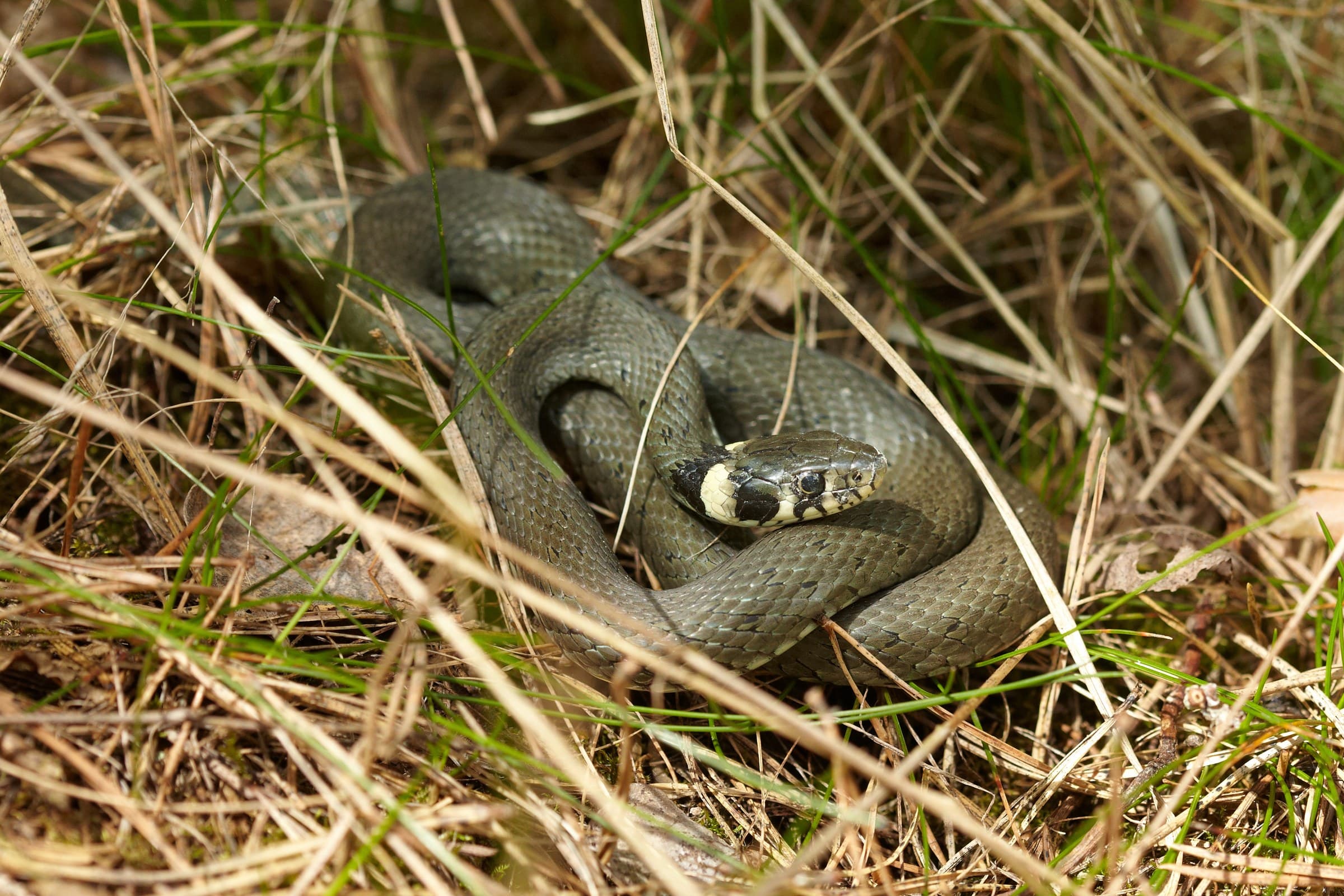 Grass snake (Natrix natrix) Georgia — humid west