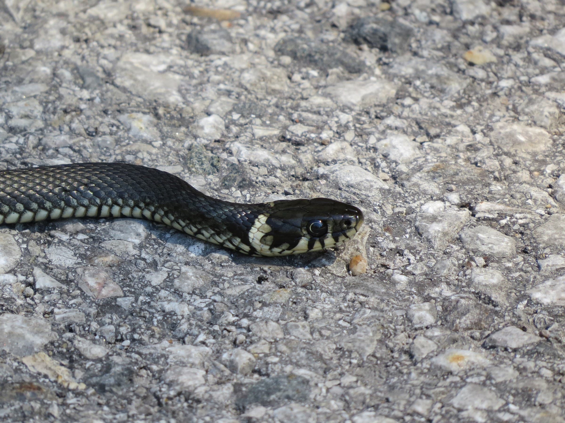 Grass snake (Natrix natrix) Georgia — humid west