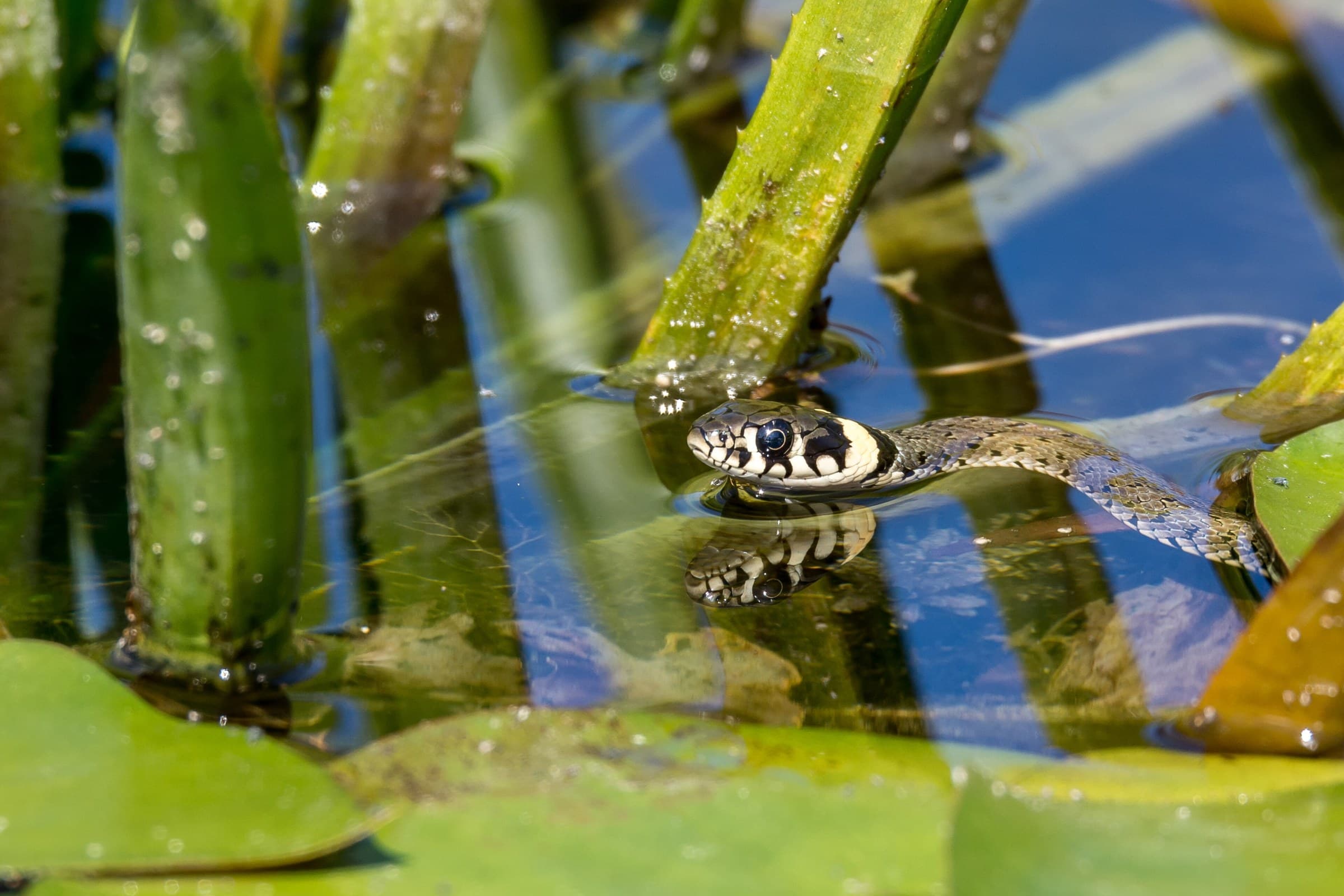 Grass snake (Natrix natrix) Georgia — humid west