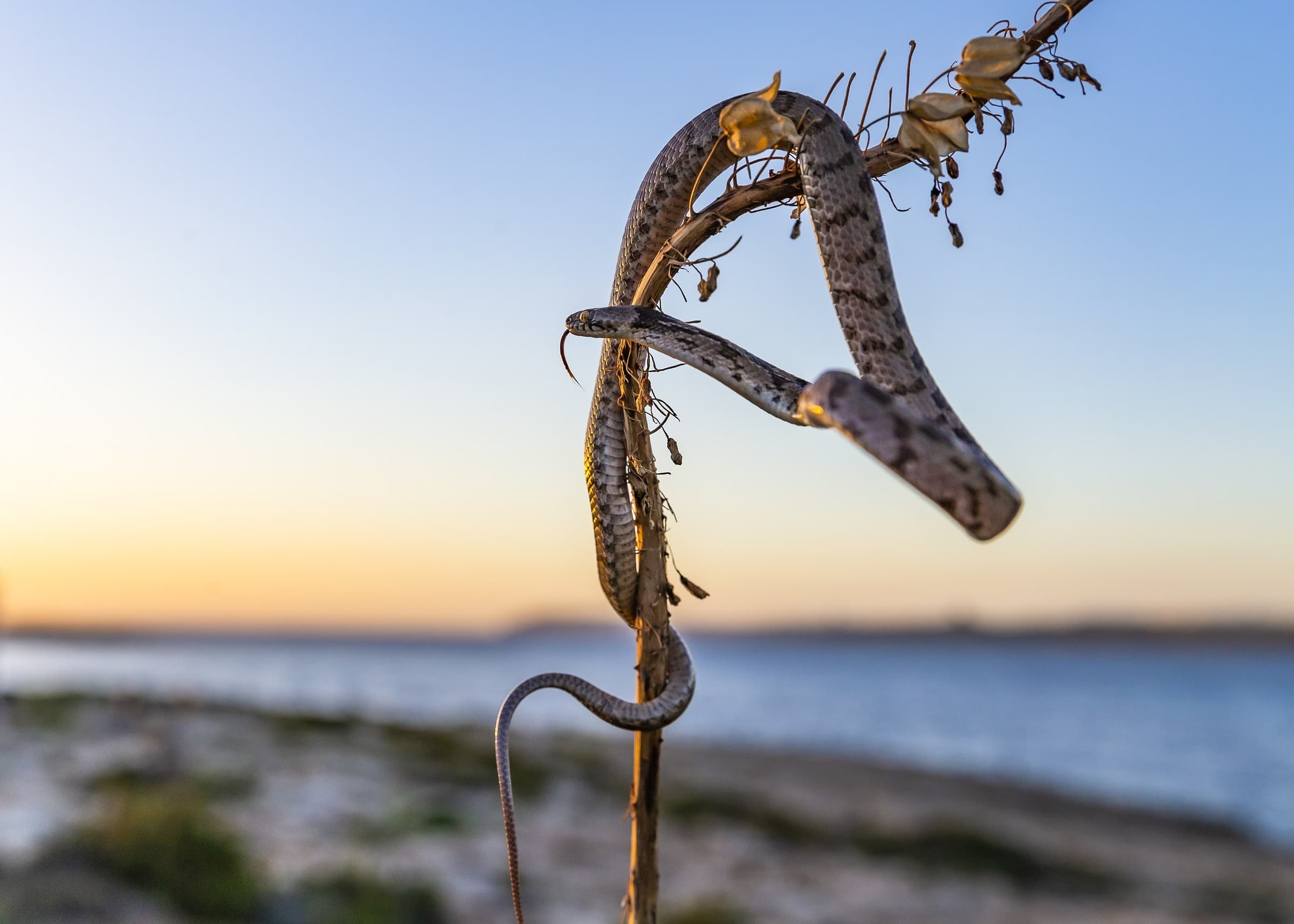 European cat snake (Telescopus fallax) Eastern and southern Georgia