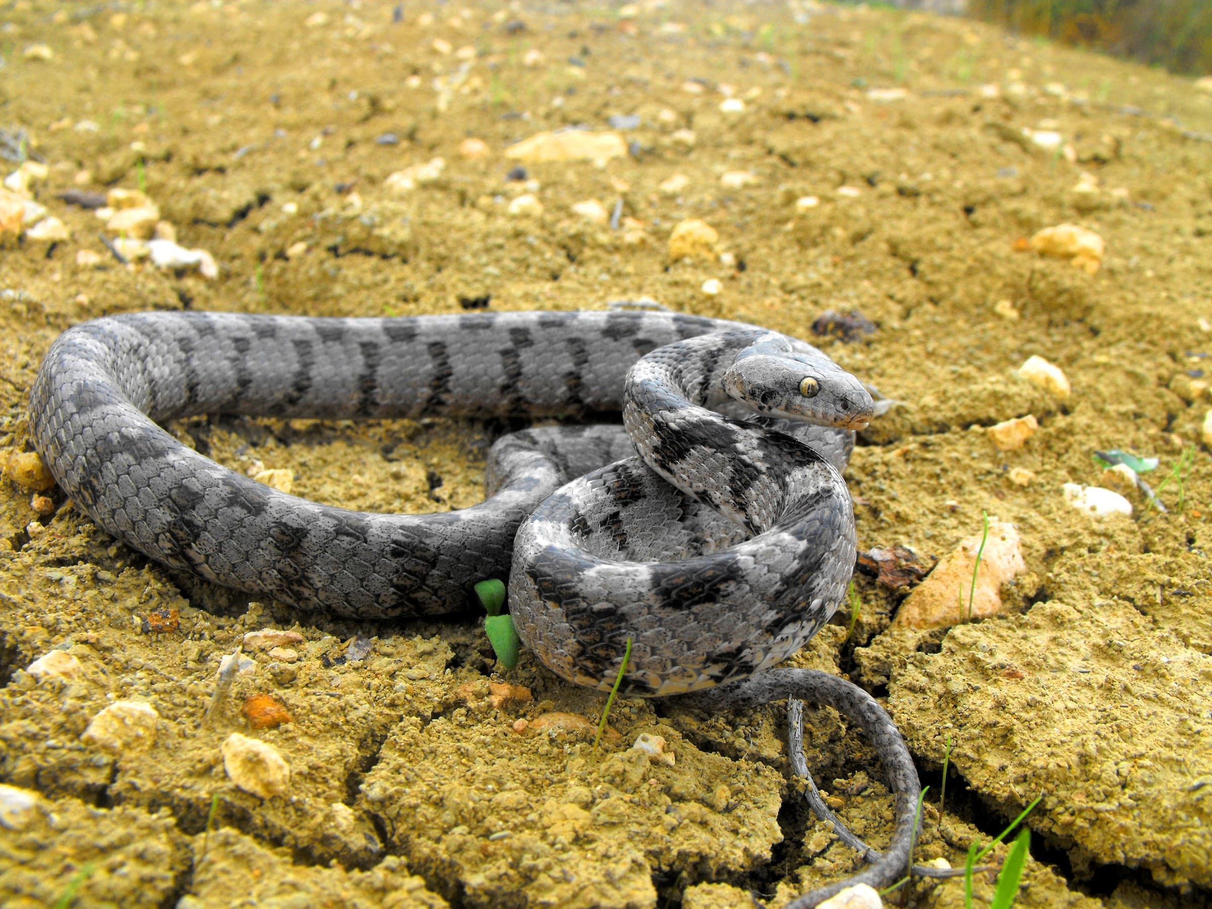 European cat snake (Telescopus fallax) Eastern and southern Georgia