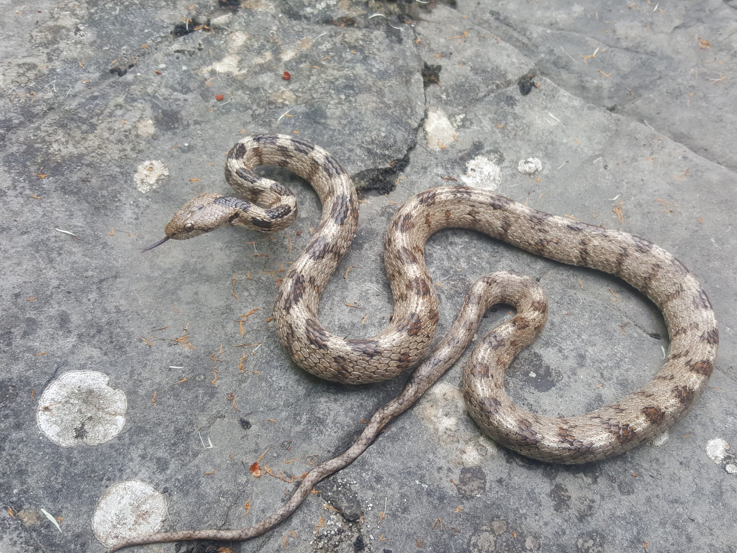 European cat snake (Telescopus fallax) Eastern and southern Georgia