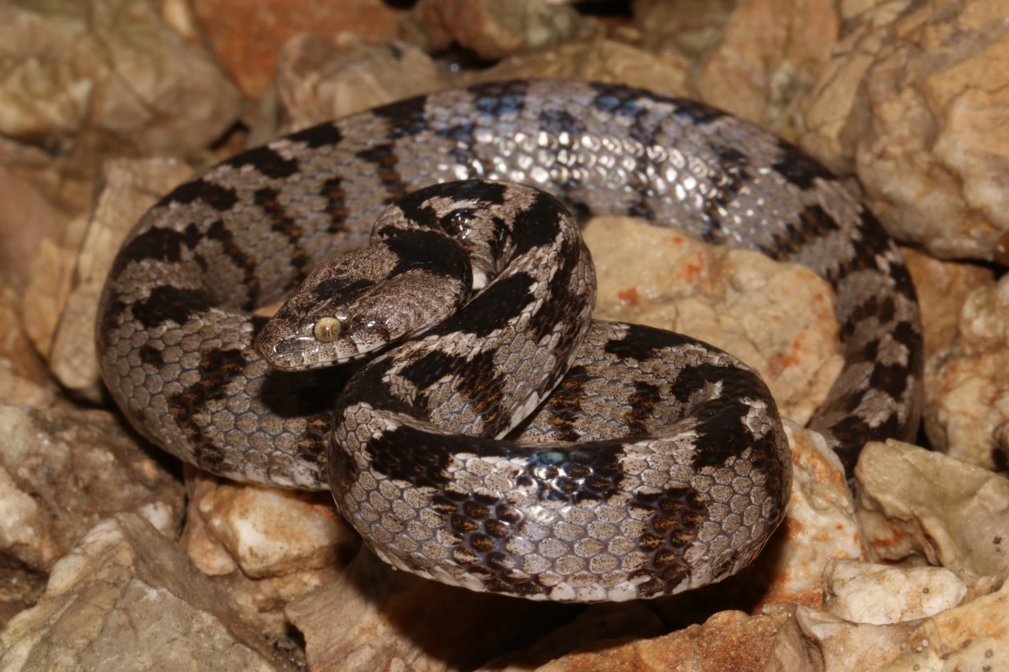 European cat snake (Telescopus fallax) Eastern and southern Georgia