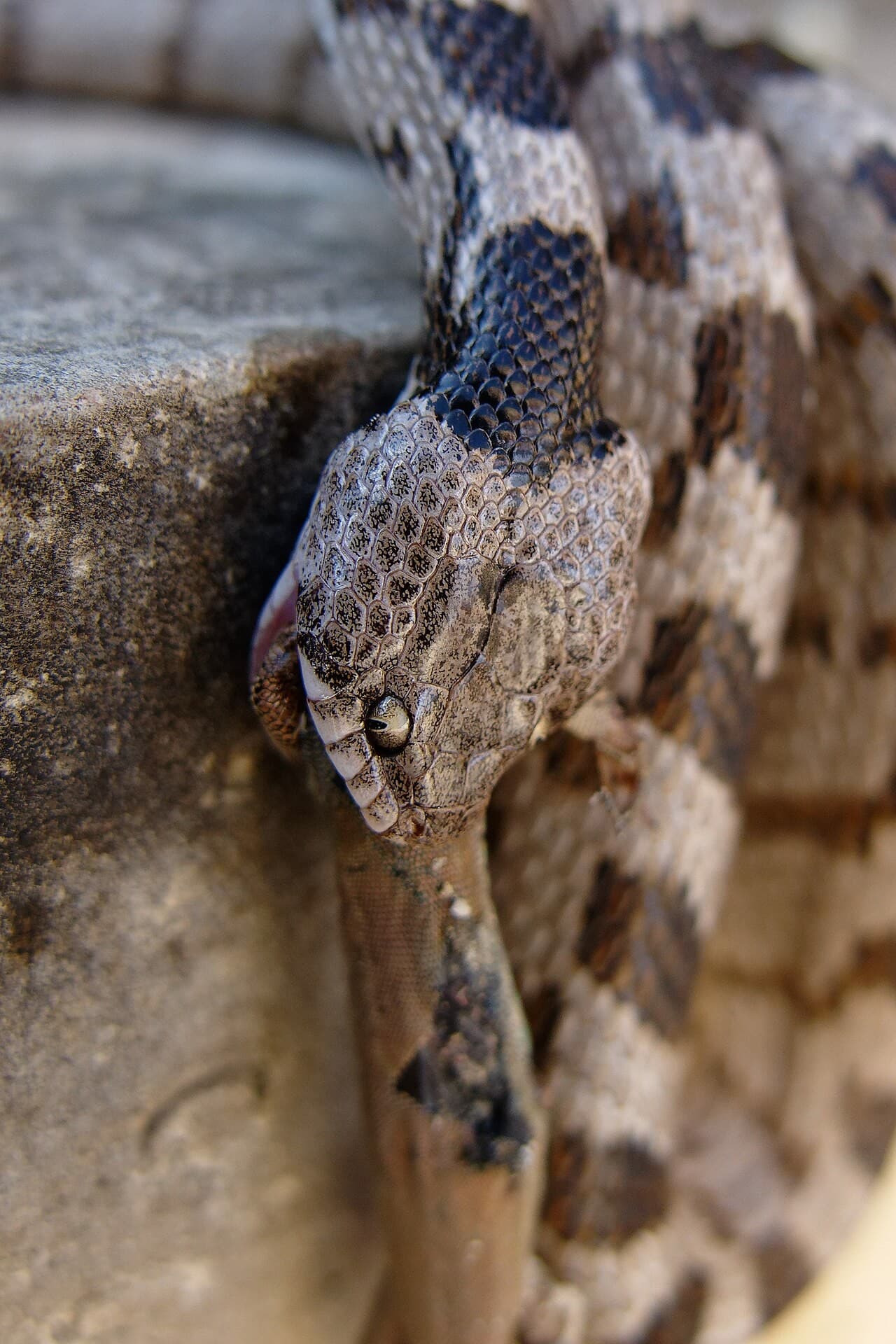 European cat snake (Telescopus fallax) Eastern and southern Georgia