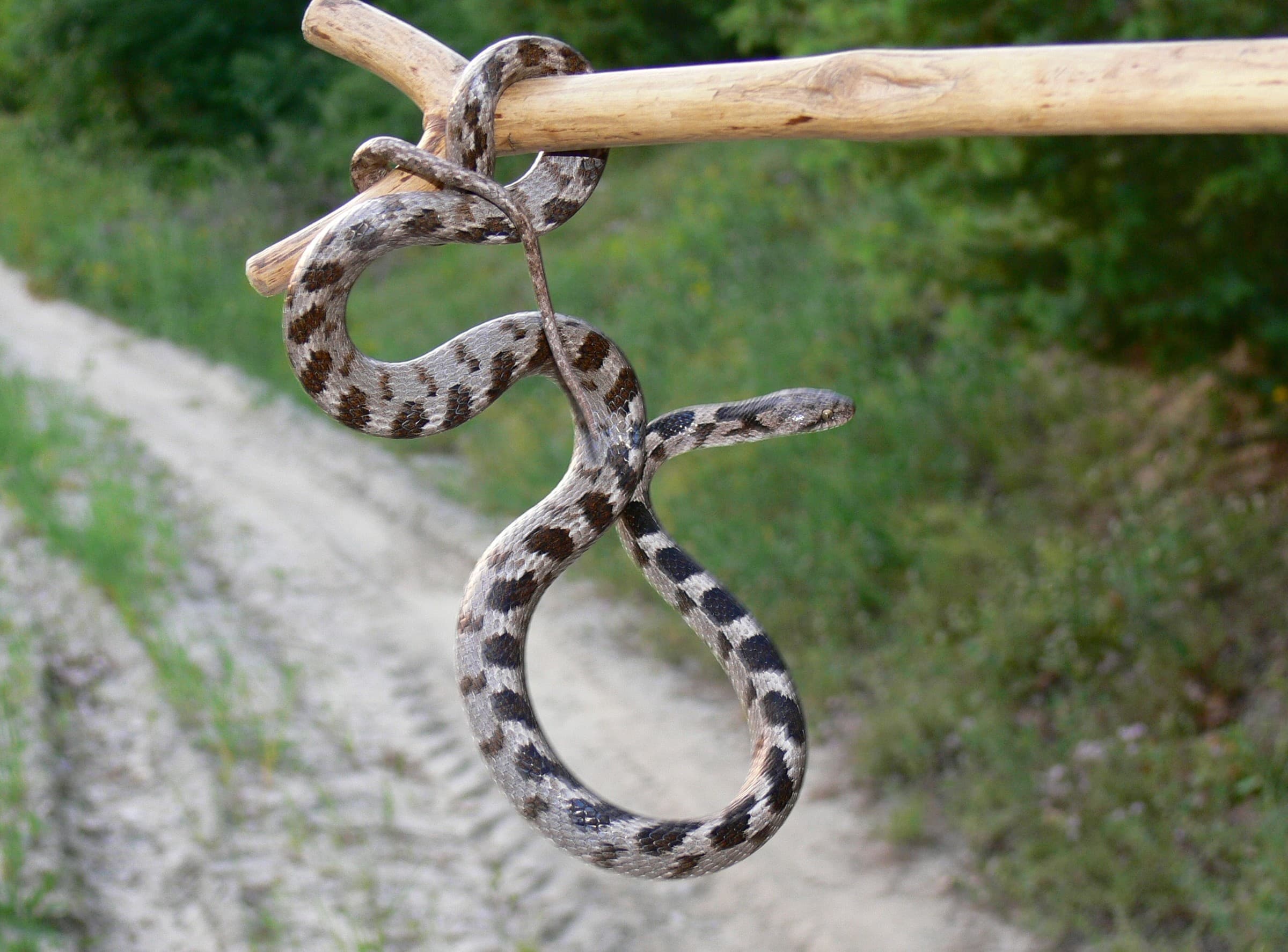 European cat snake (Telescopus fallax) Eastern and southern Georgia