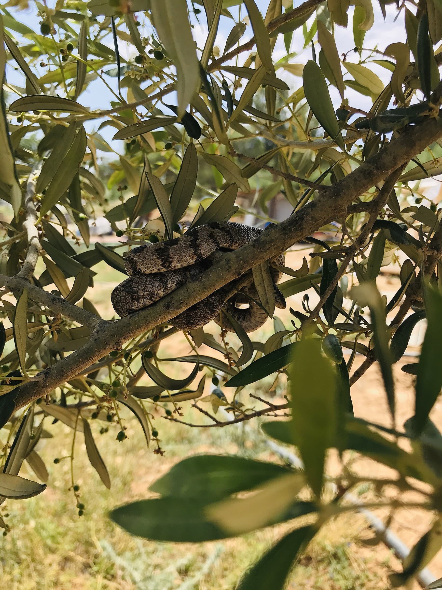 European cat snake (Telescopus fallax) Eastern and southern Georgia