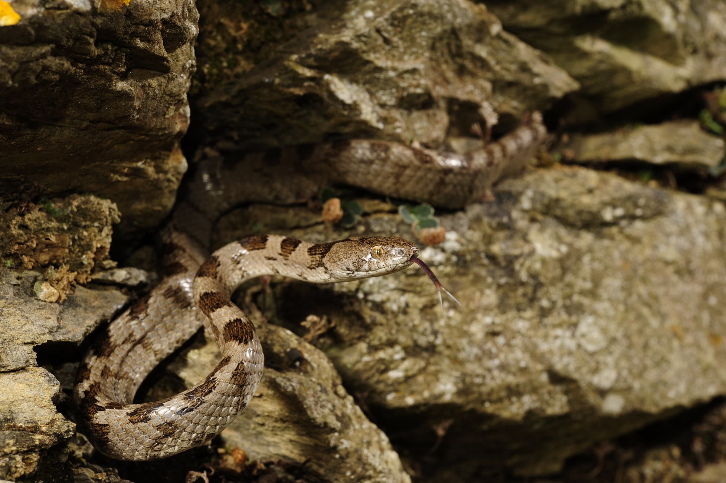 European cat snake (Telescopus fallax) Eastern and southern Georgia