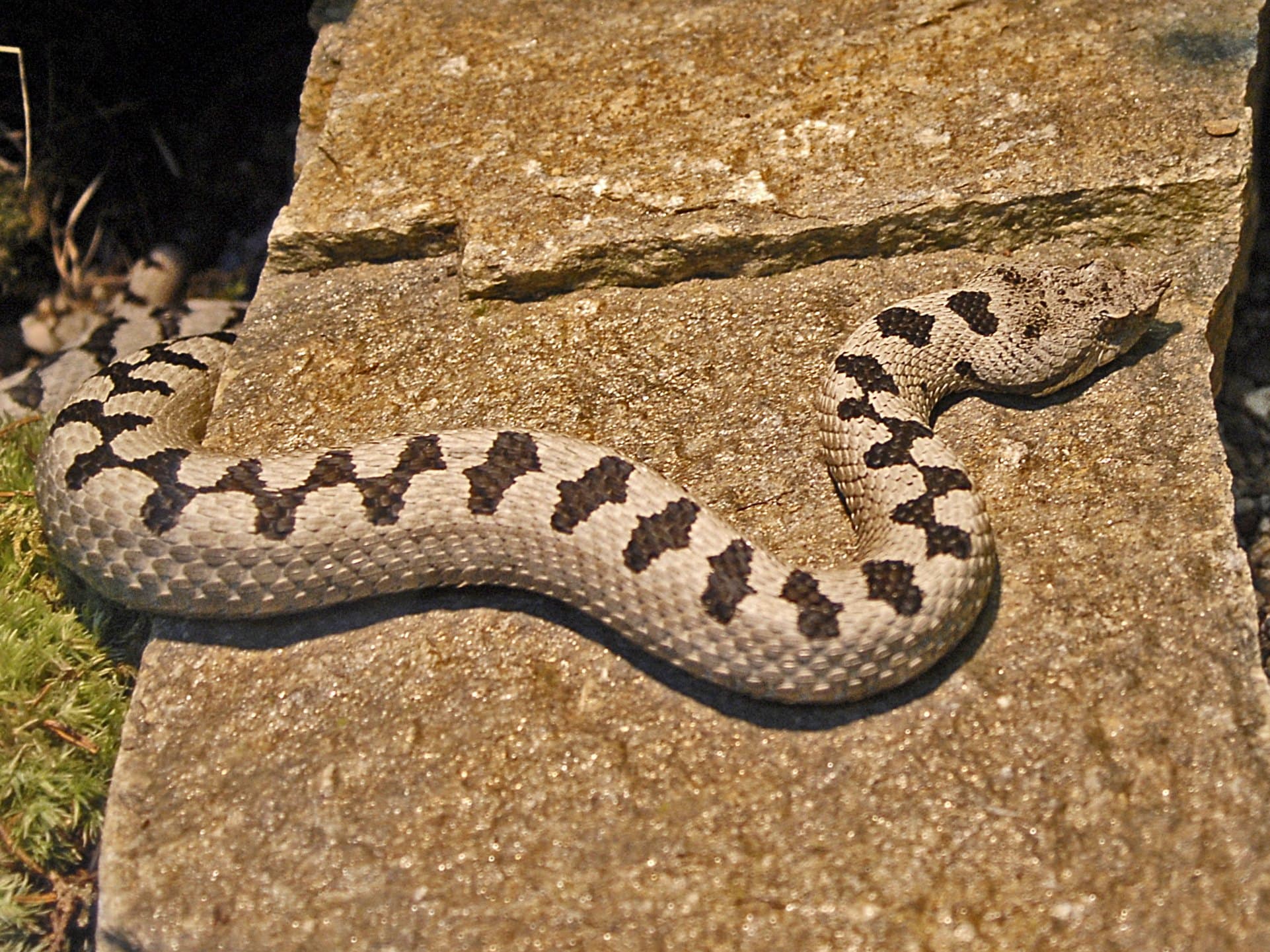 Transcaucasian long-nosed viper (Vipera transcaucasiana) Lesser Caucasus