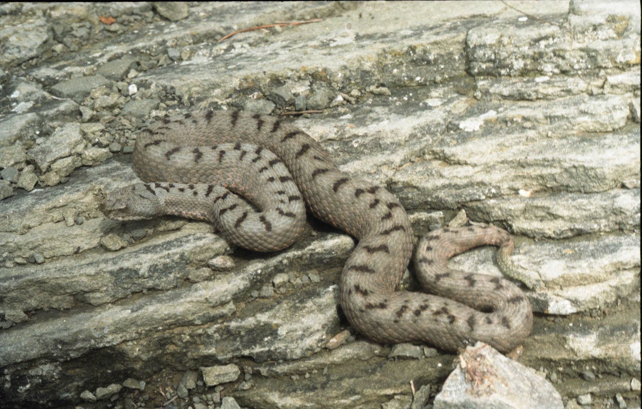 Transcaucasian long-nosed viper (Vipera transcaucasiana) Lesser Caucasus