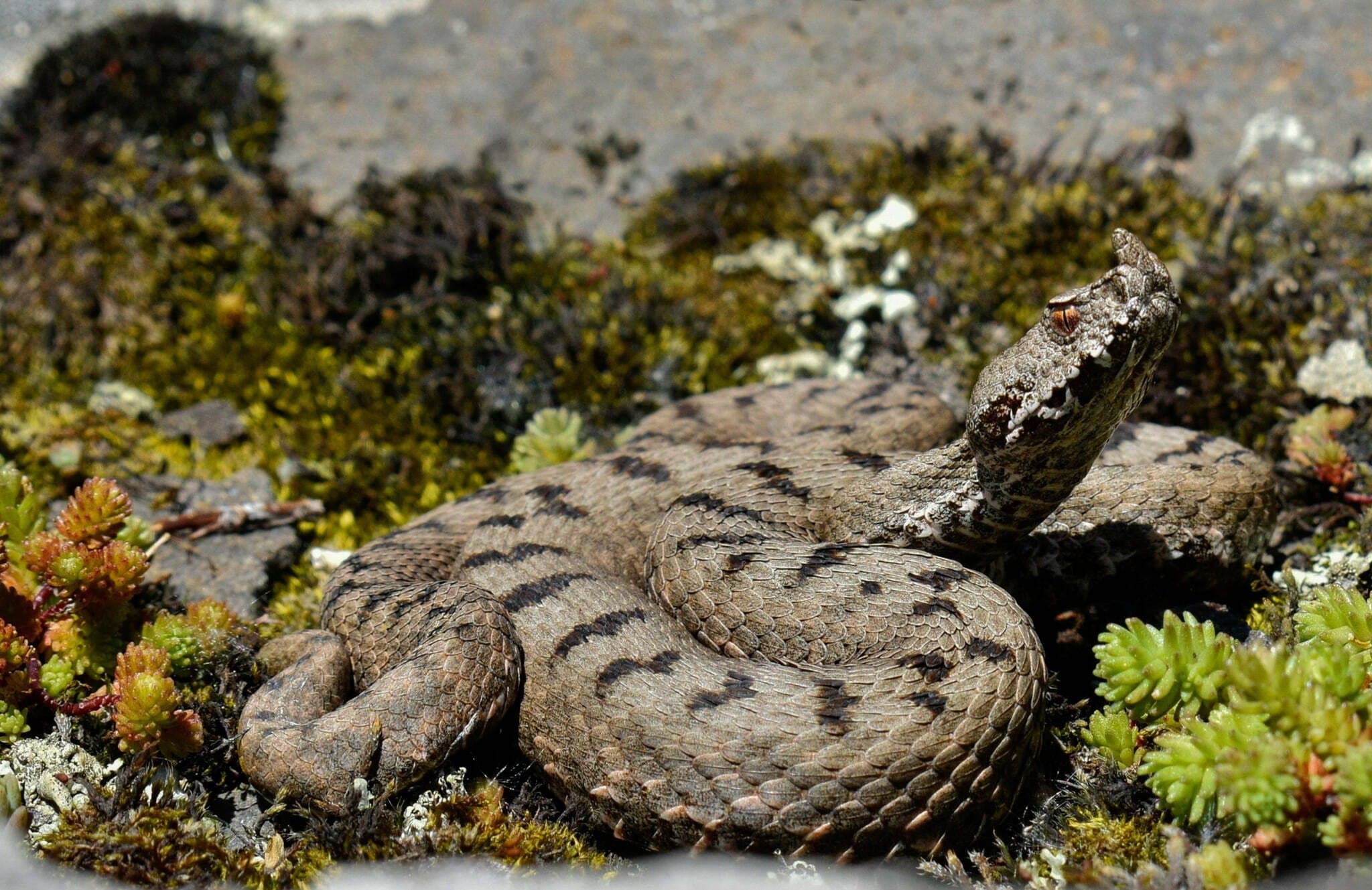 Transcaucasian long-nosed viper (Vipera transcaucasiana) Lesser Caucasus