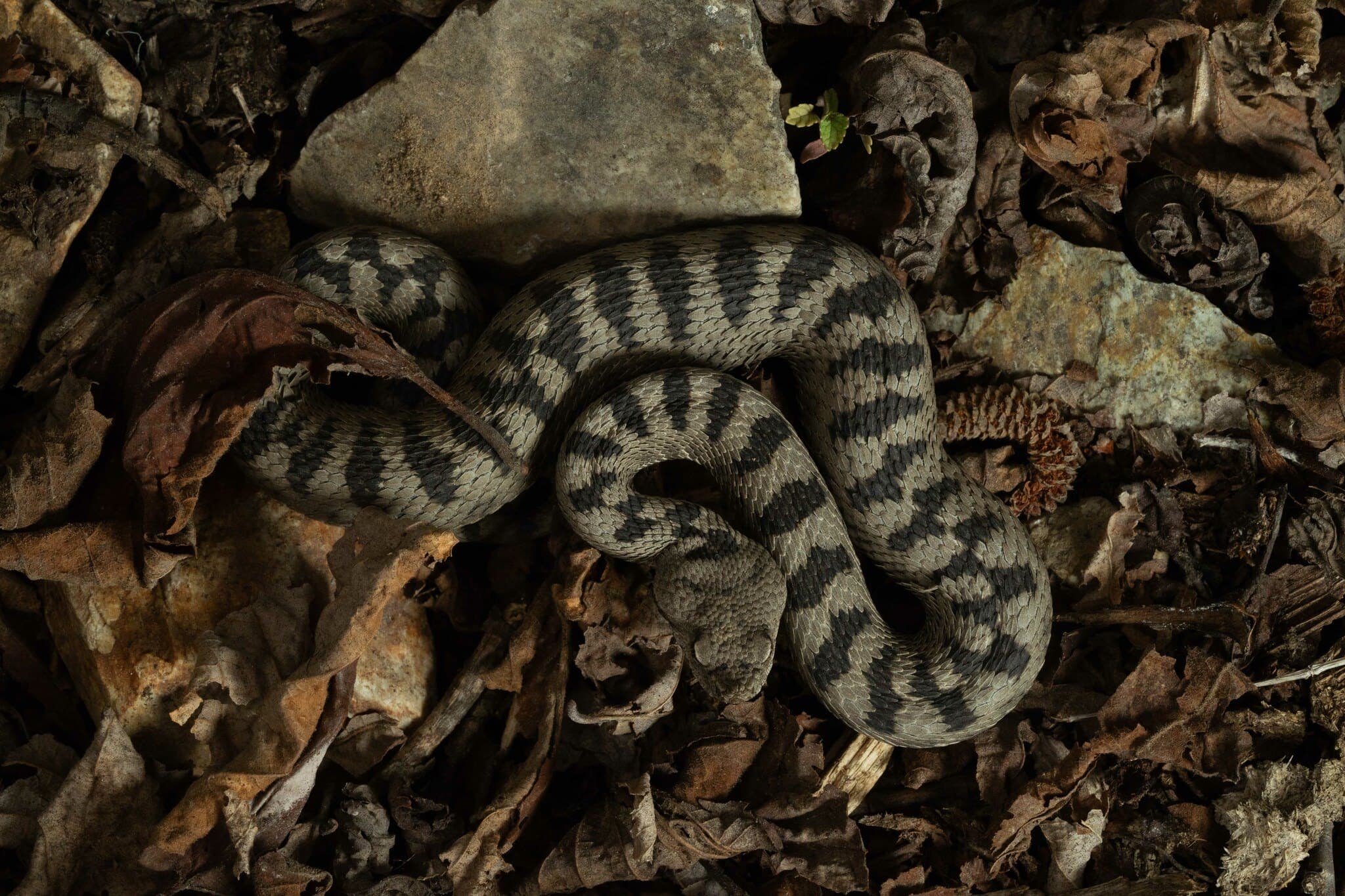 Transcaucasian long-nosed viper (Vipera transcaucasiana) Lesser Caucasus