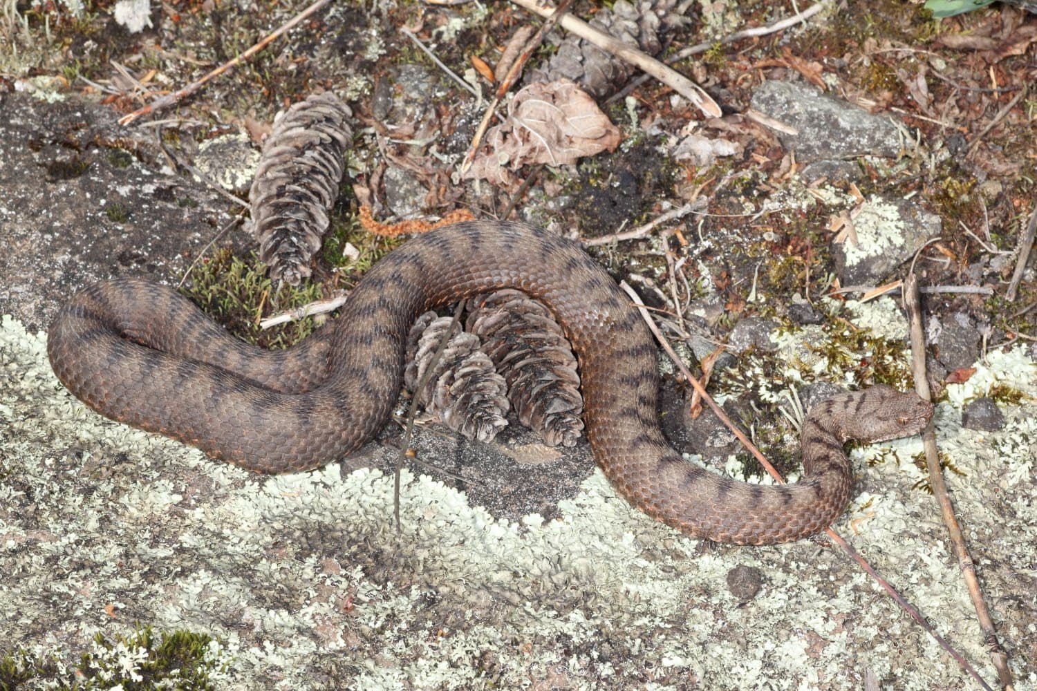 Transcaucasian long-nosed viper (Vipera transcaucasiana) Lesser Caucasus