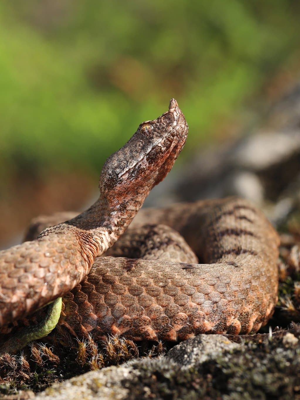 Transcaucasian long-nosed viper (Vipera transcaucasiana) Lesser Caucasus
