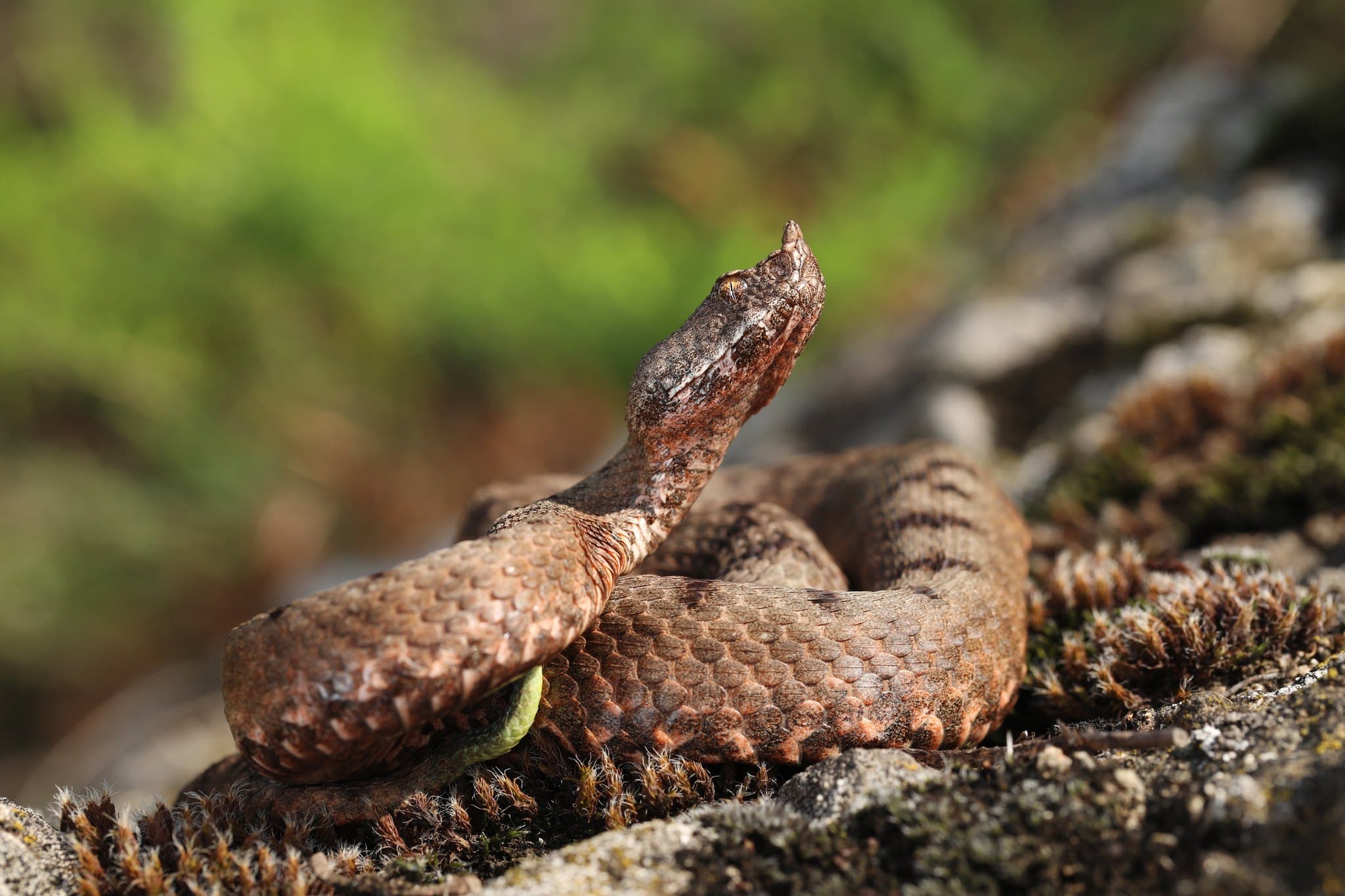 Transcaucasian long-nosed viper (Vipera transcaucasiana) Lesser Caucasus