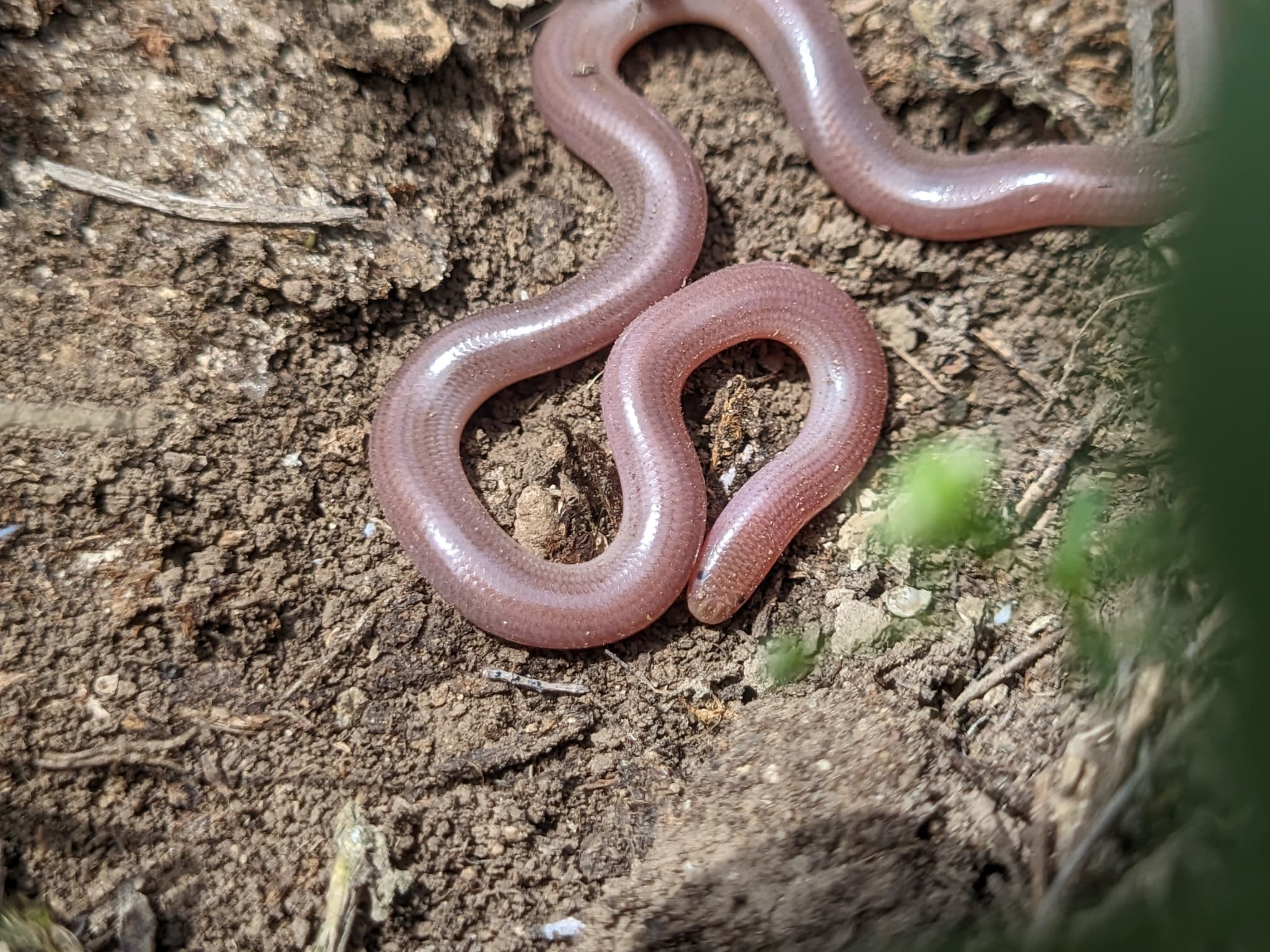 European Blind Snake (Xerotyphlops vermicularis) Georgia