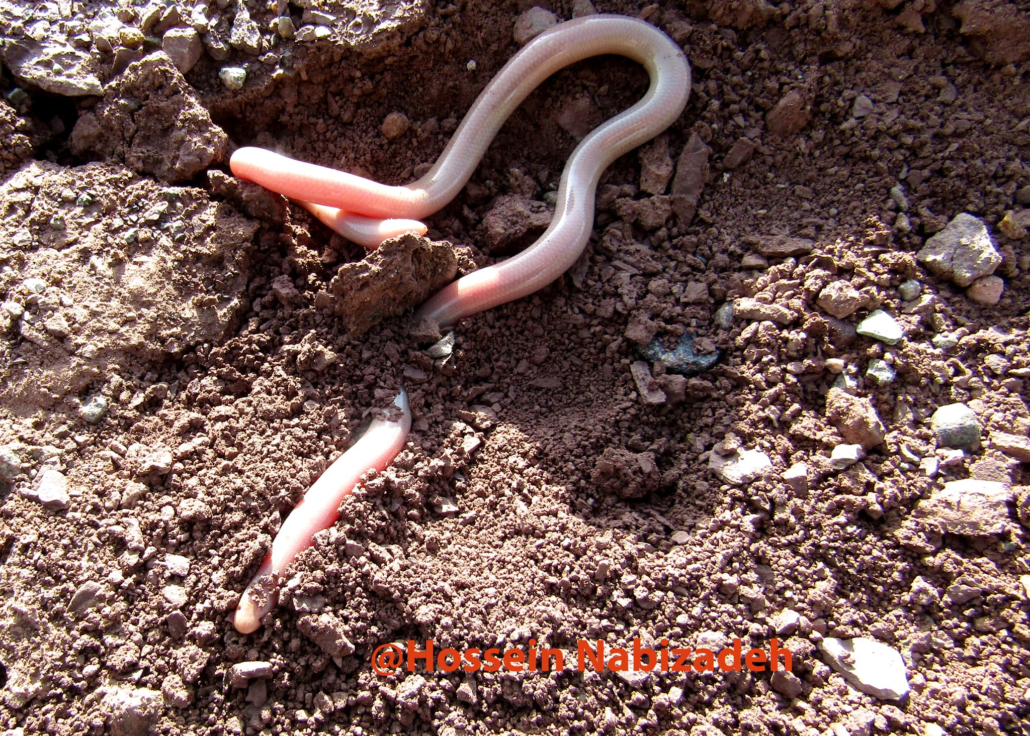 European Blind Snake (Xerotyphlops vermicularis) Georgia