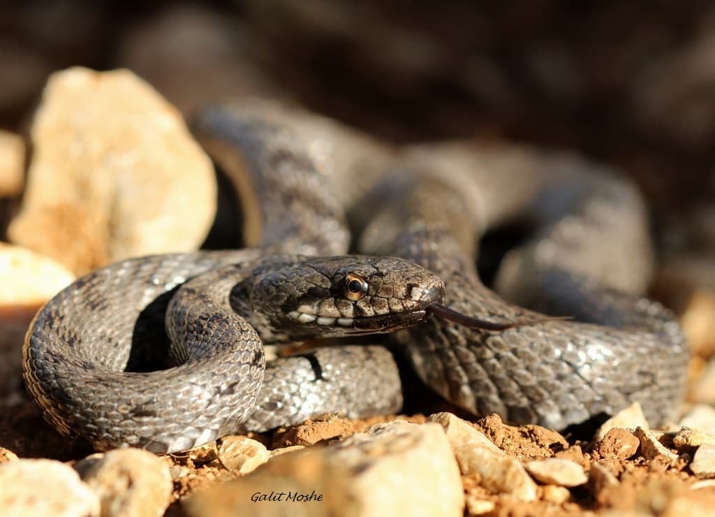 Transcaucasian Ratsnake (Zamenis hohenackeri) Georgia