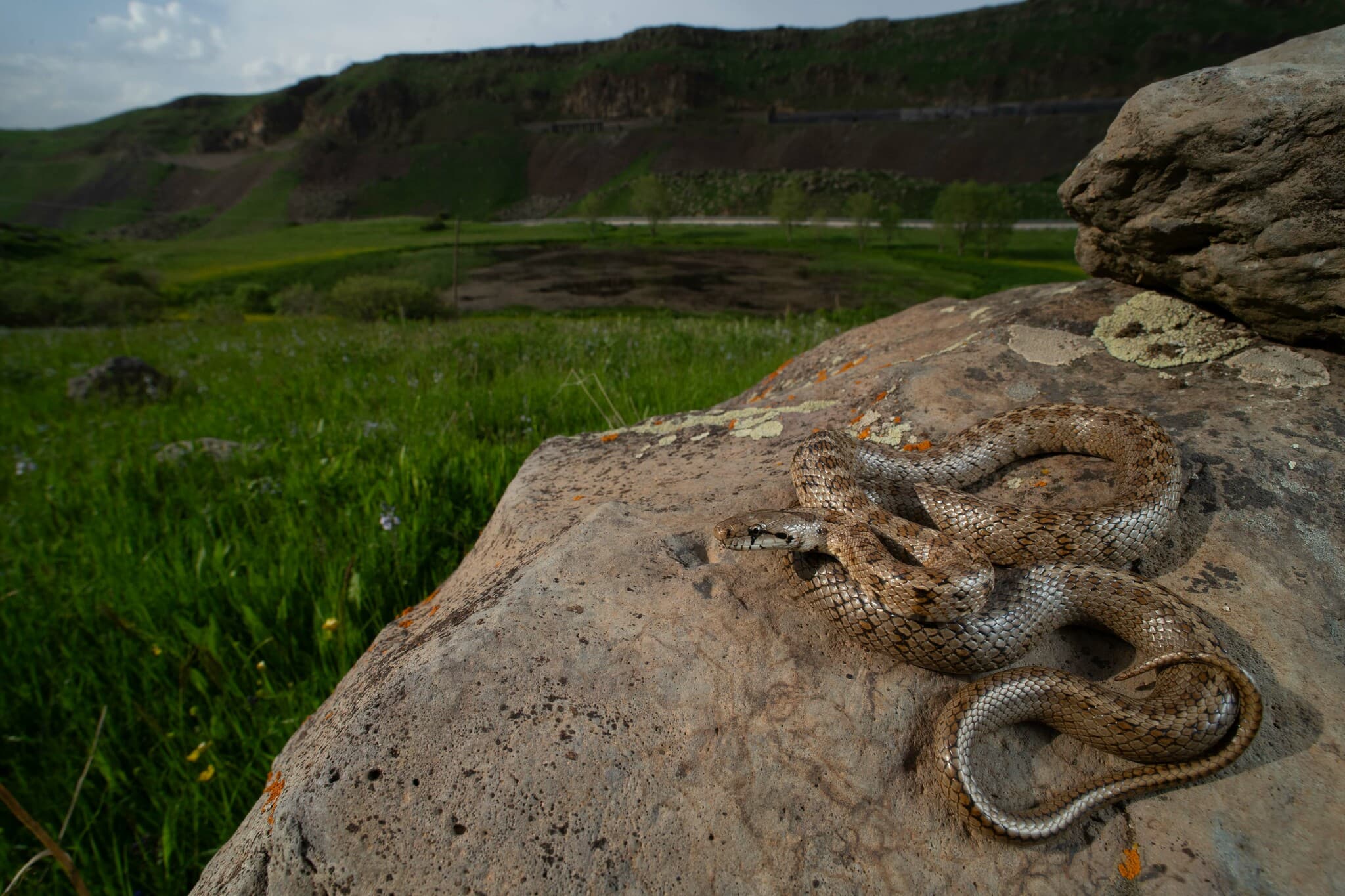 Transcaucasian Ratsnake (Zamenis hohenackeri) Georgia