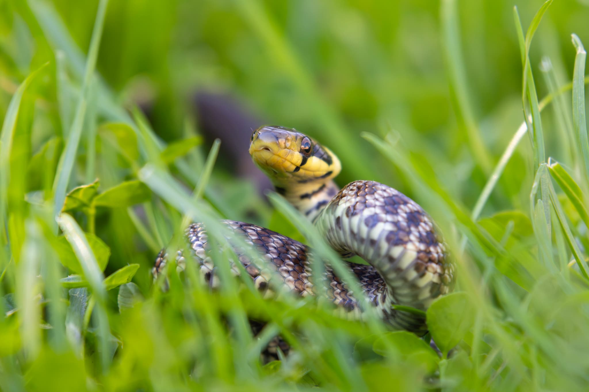 Aesculapian Snake (Zamenis longissimus) Georgia