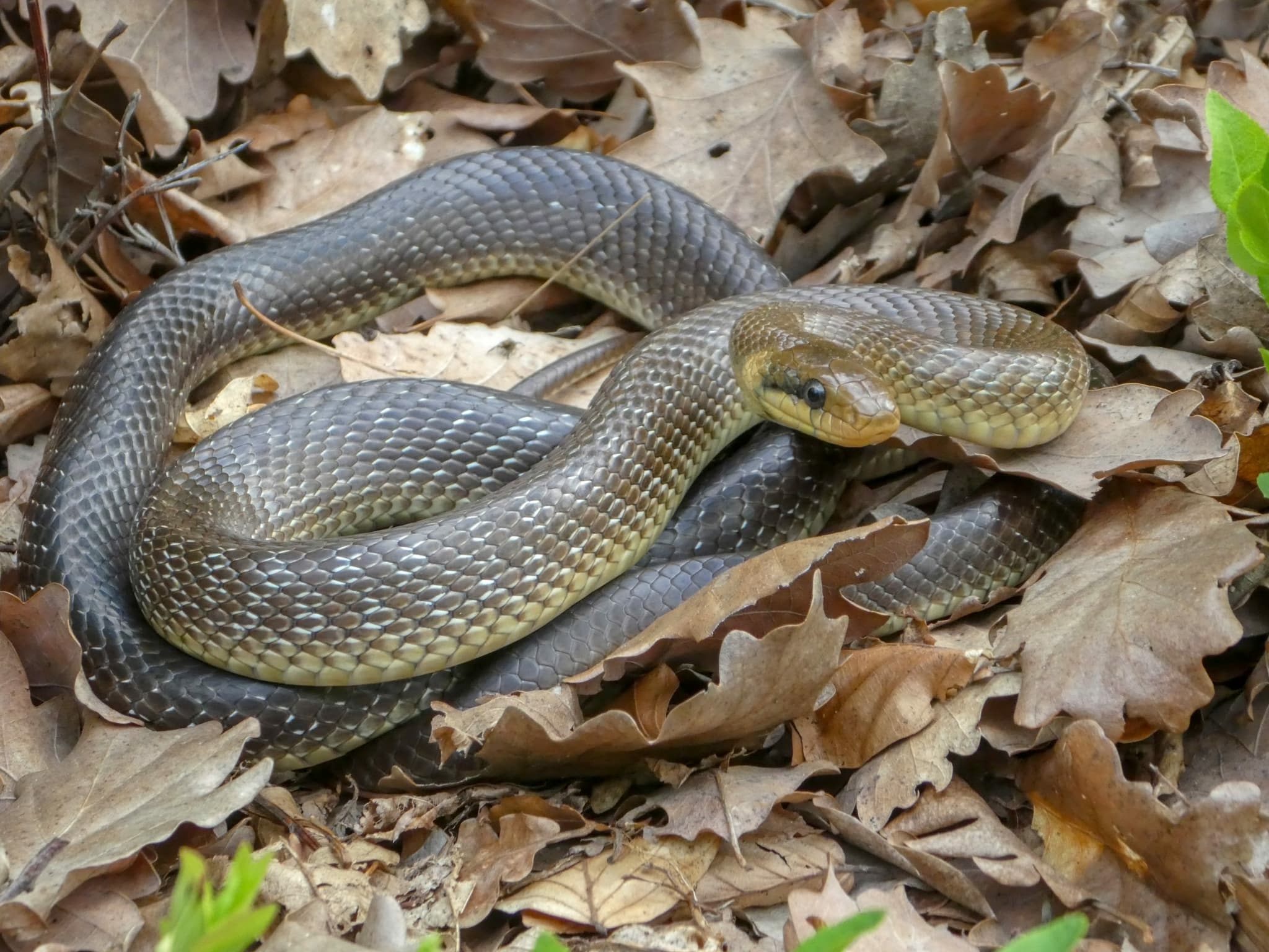 Aesculapian Snake (Zamenis longissimus) Georgia
