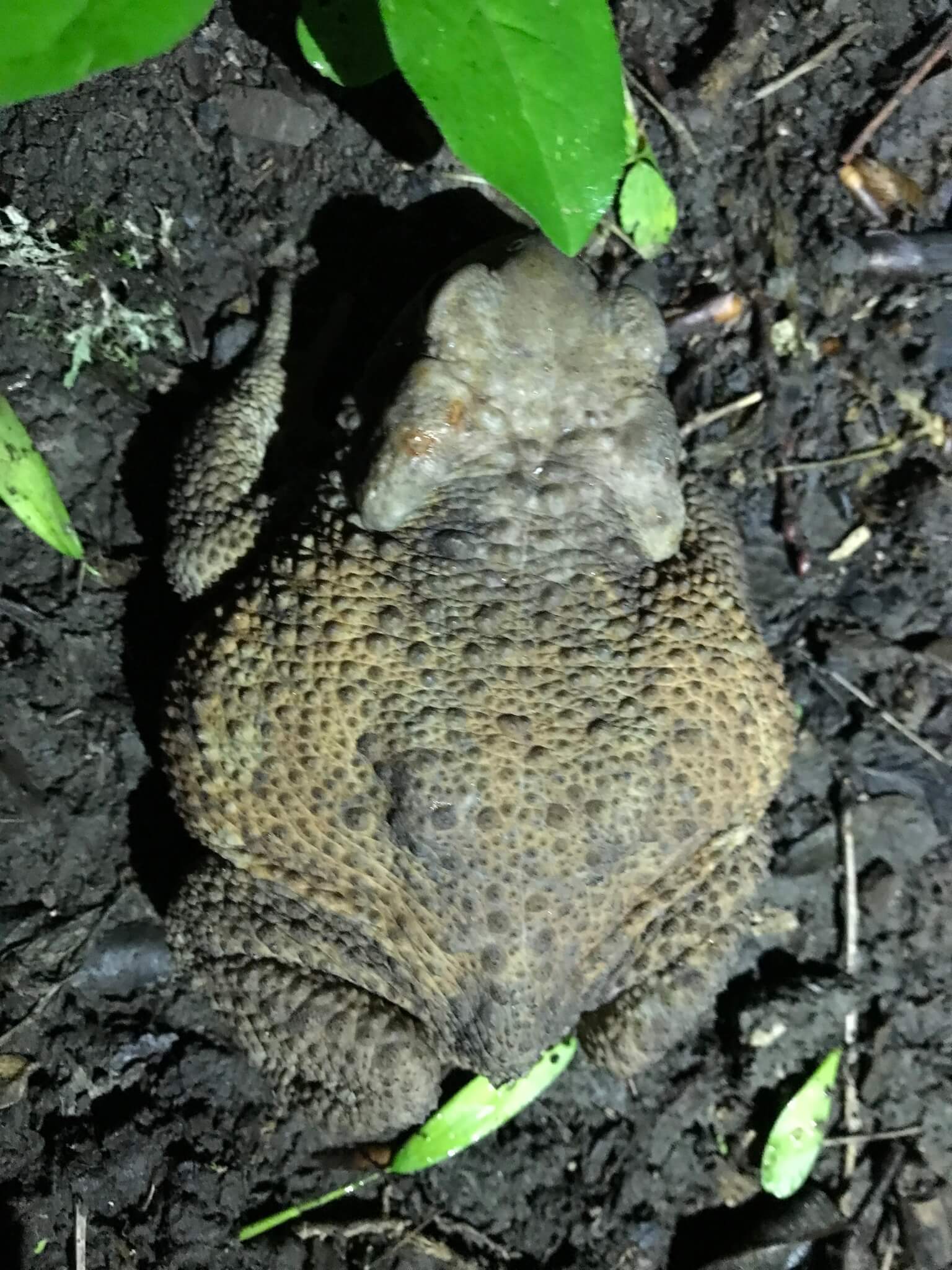 Caucasian Toad (Bufo verrucosissimus) Georgia