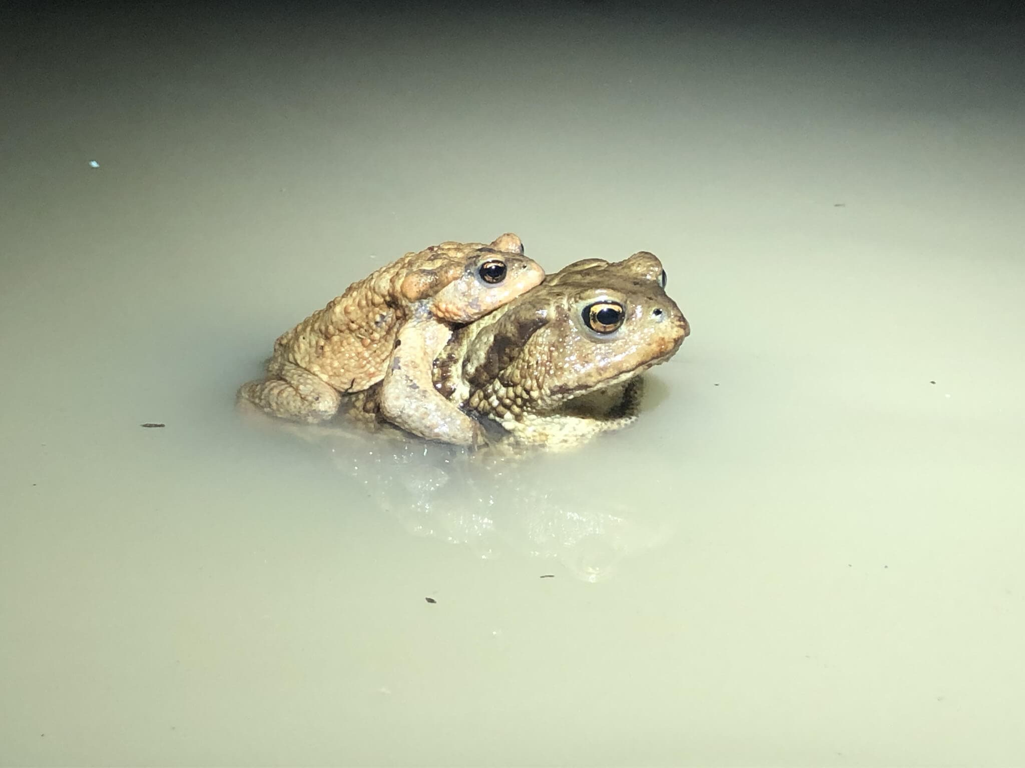 Caucasian Toad (Bufo verrucosissimus) Georgia