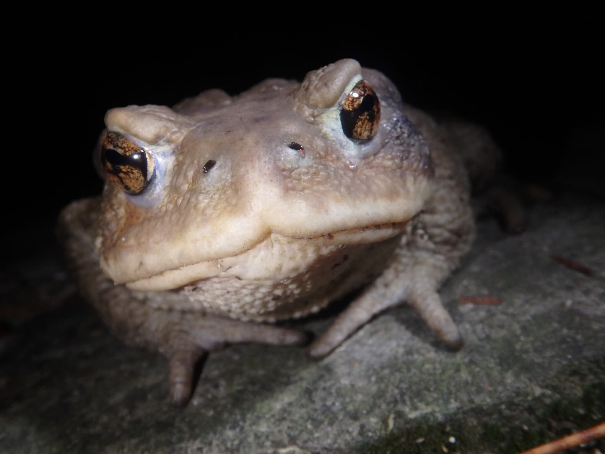 Caucasian Toad (Bufo verrucosissimus) Georgia