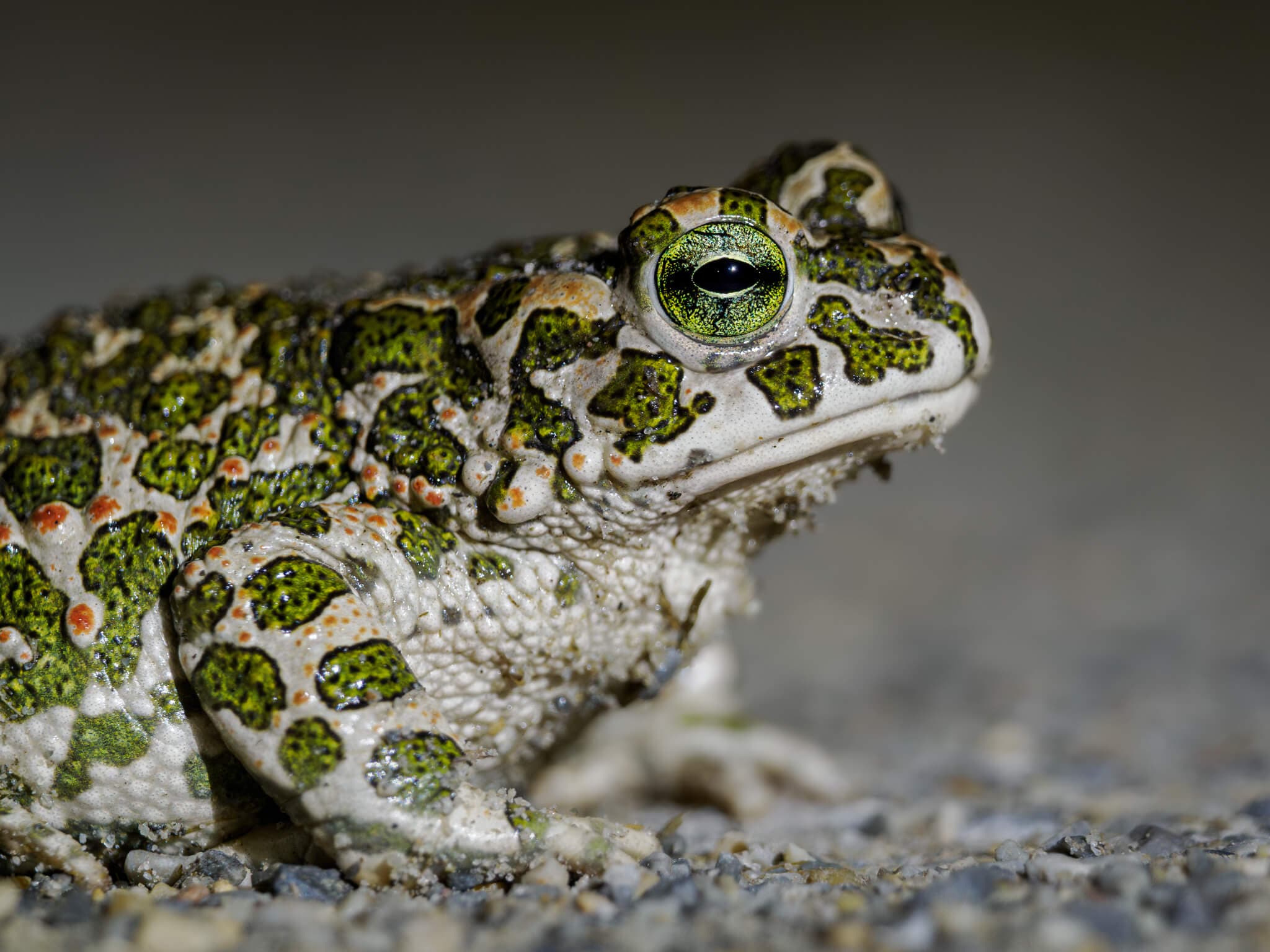 მწვანე გომბეშო (Bufotes viridis) საქართველო