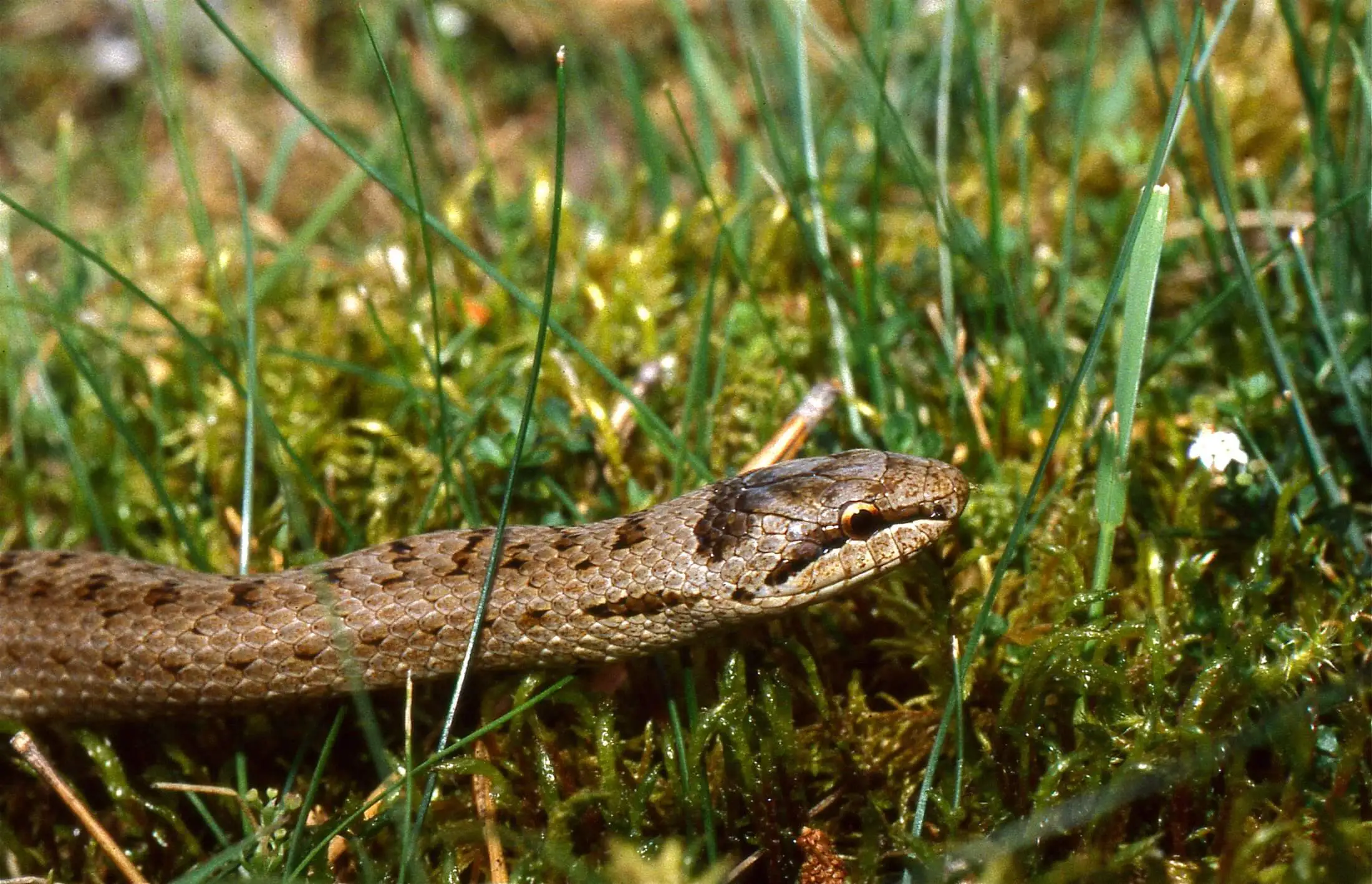 Smooth snake — Photo 2