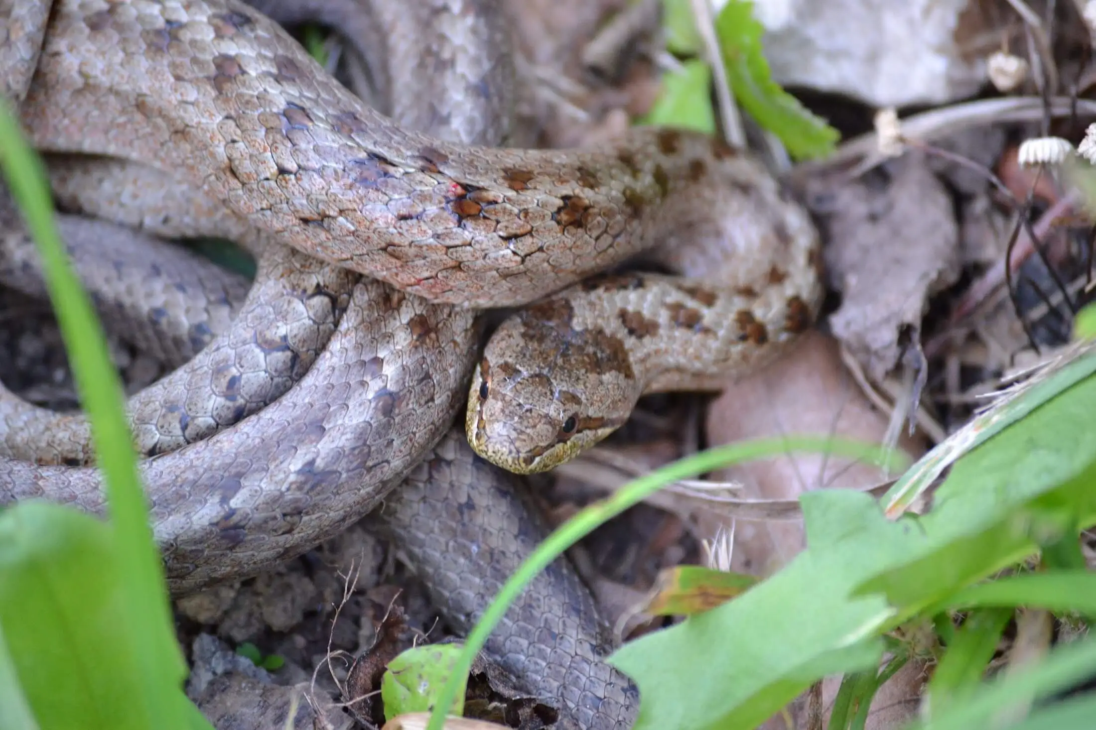 Smooth snake — Photo 5