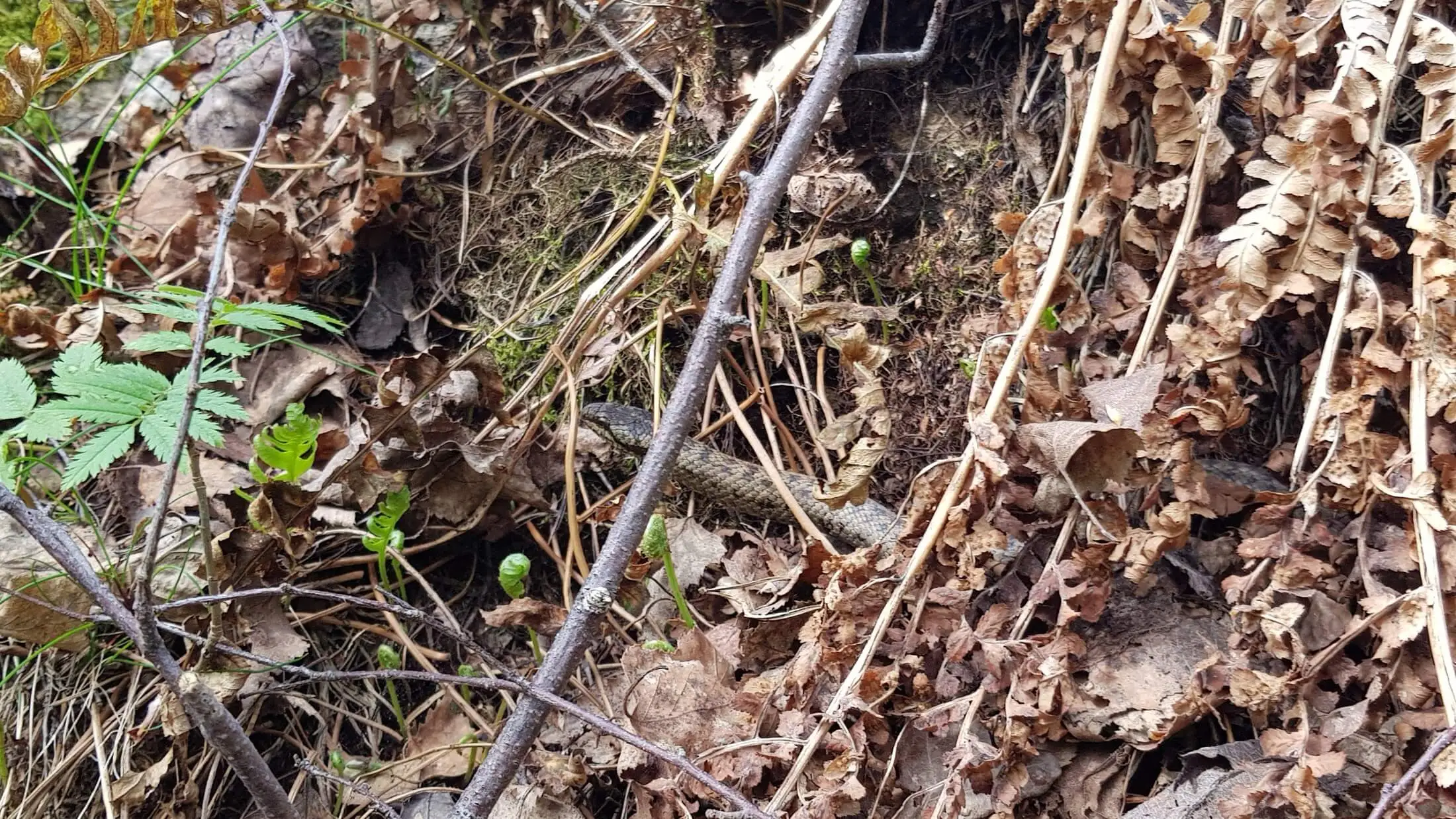 Smooth snake — Photo 7