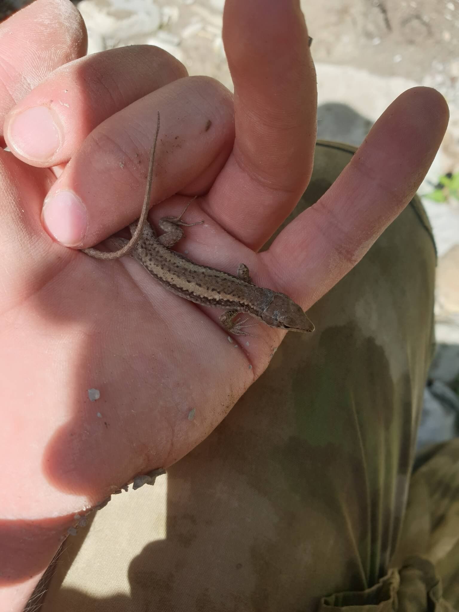 Daghestanian Rock Lizard (Darevskia daghestanica) Georgia