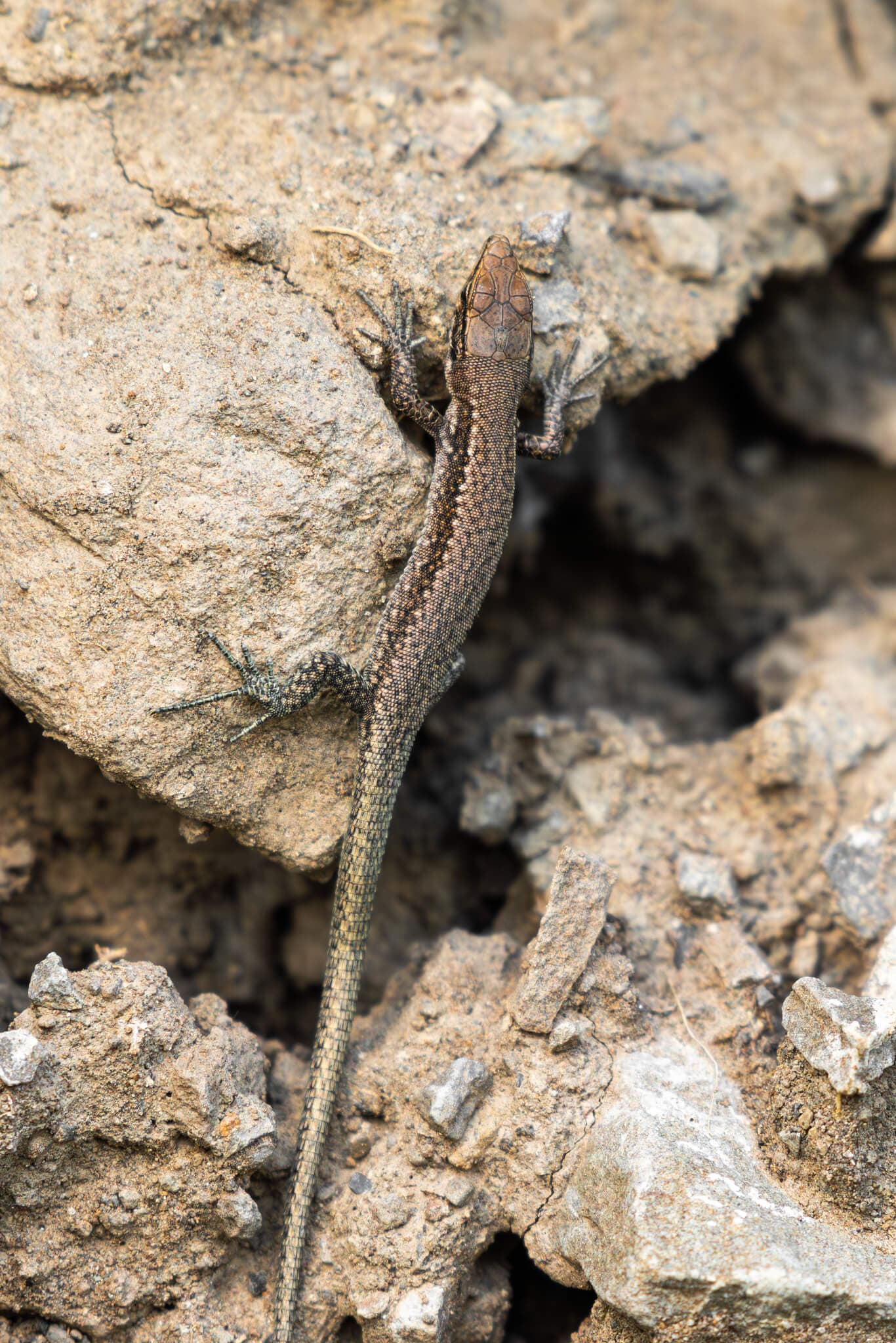Daghestanian Rock Lizard (Darevskia daghestanica) Georgia