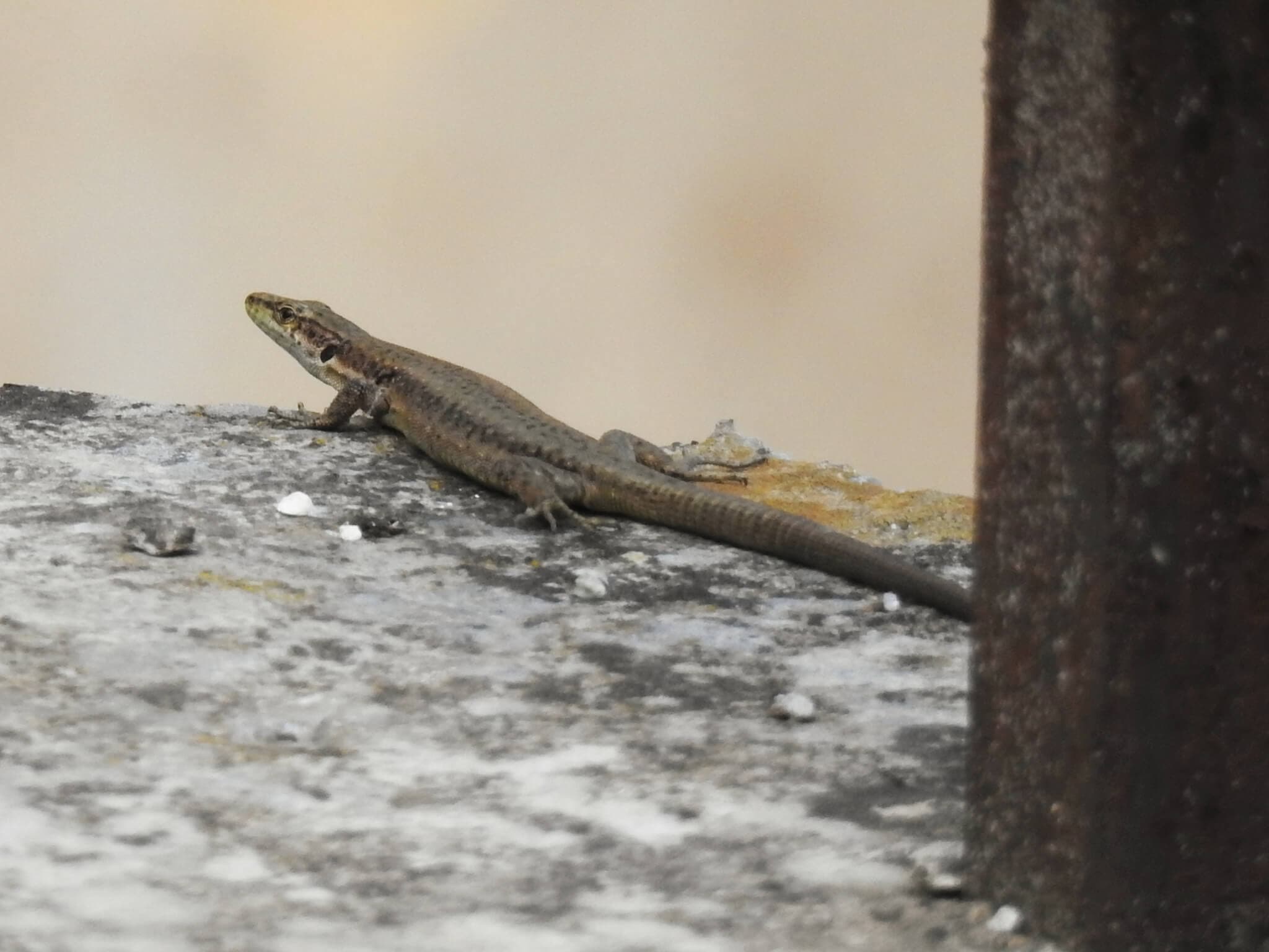 Dahl's Rock Lizard (Darevskia dahli) Georgia
