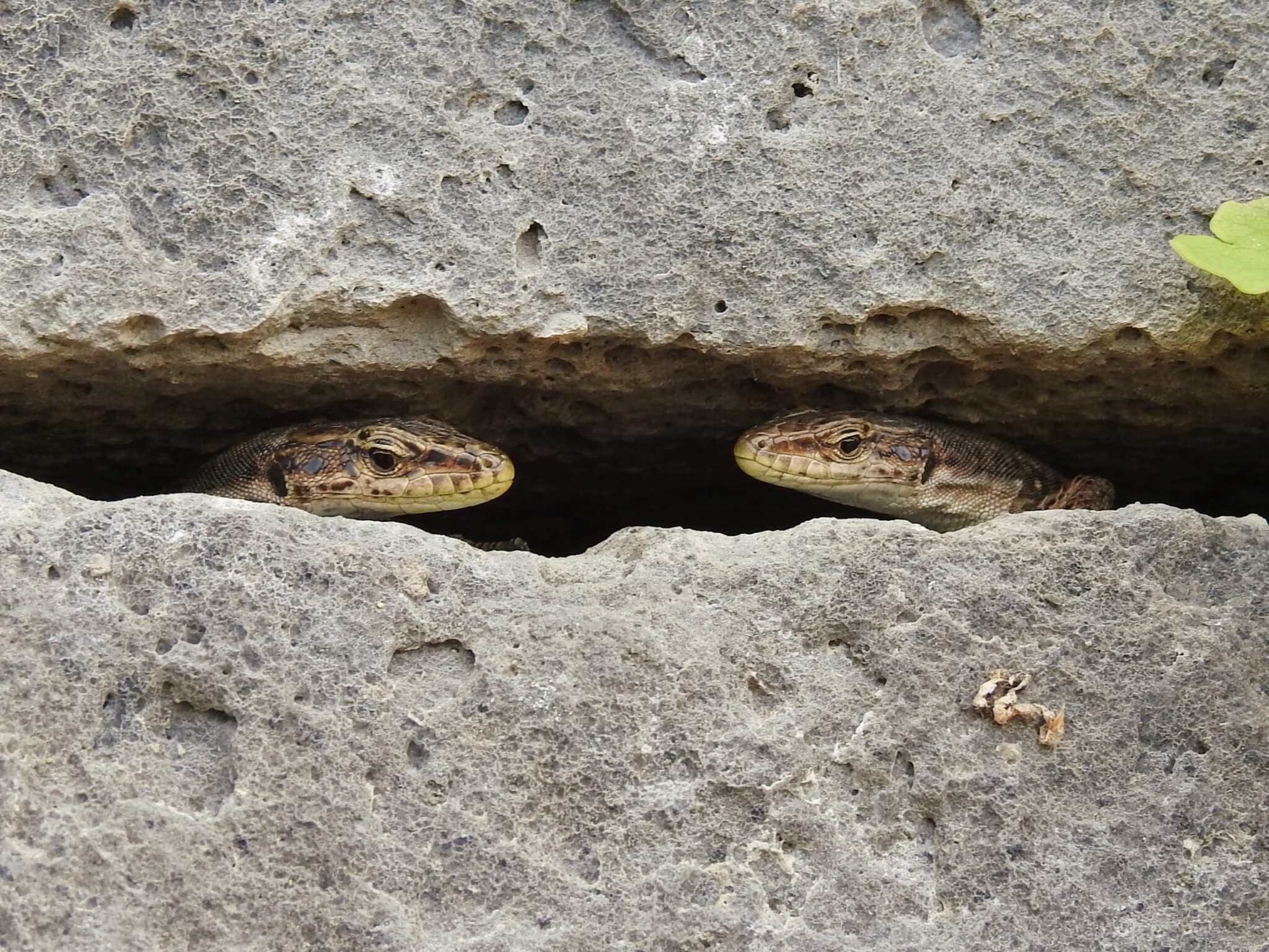 Dahl's Rock Lizard (Darevskia dahli) Georgia