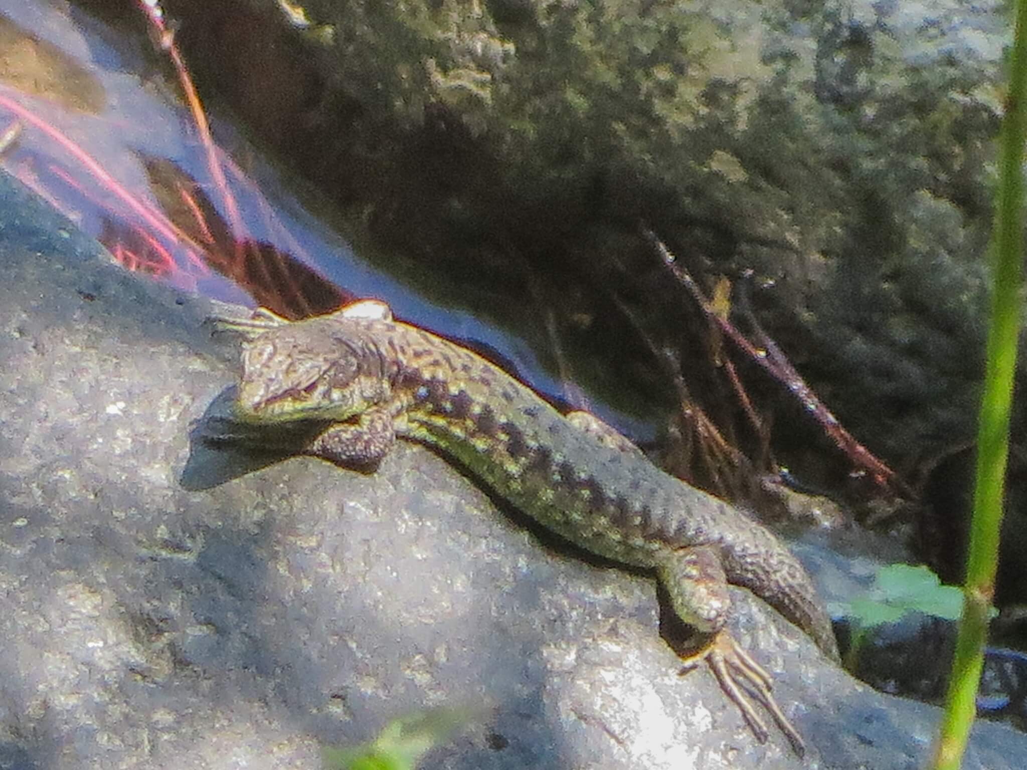 Obscure Rock Lizard (Darevskia obscura) Georgia
