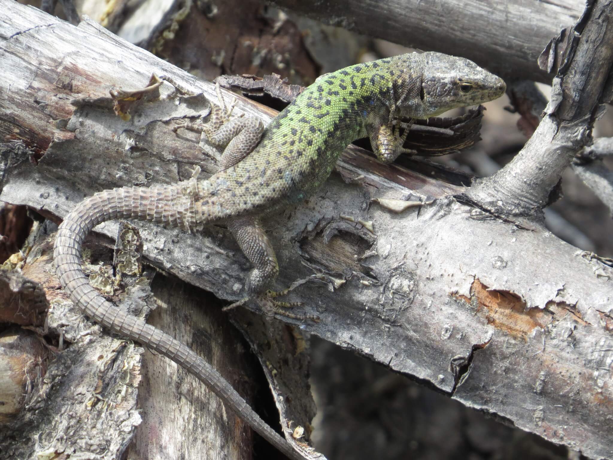 Obscure Rock Lizard (Darevskia obscura) Georgia
