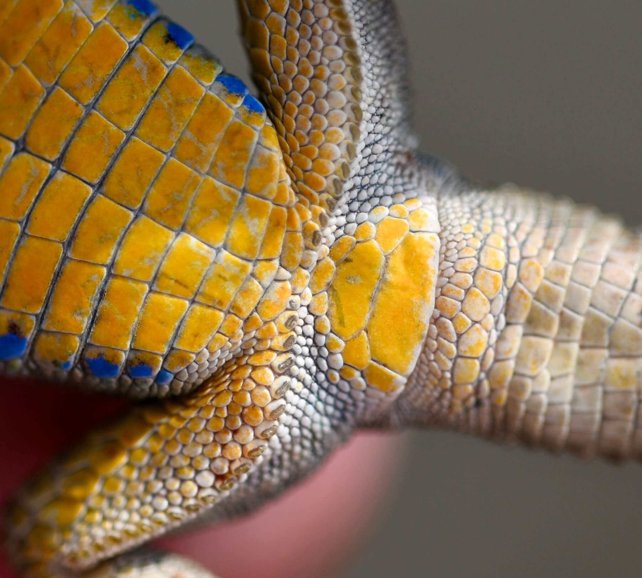 მტკვრის ხვლიკი (Darevskia portschinskii) საქართველო
