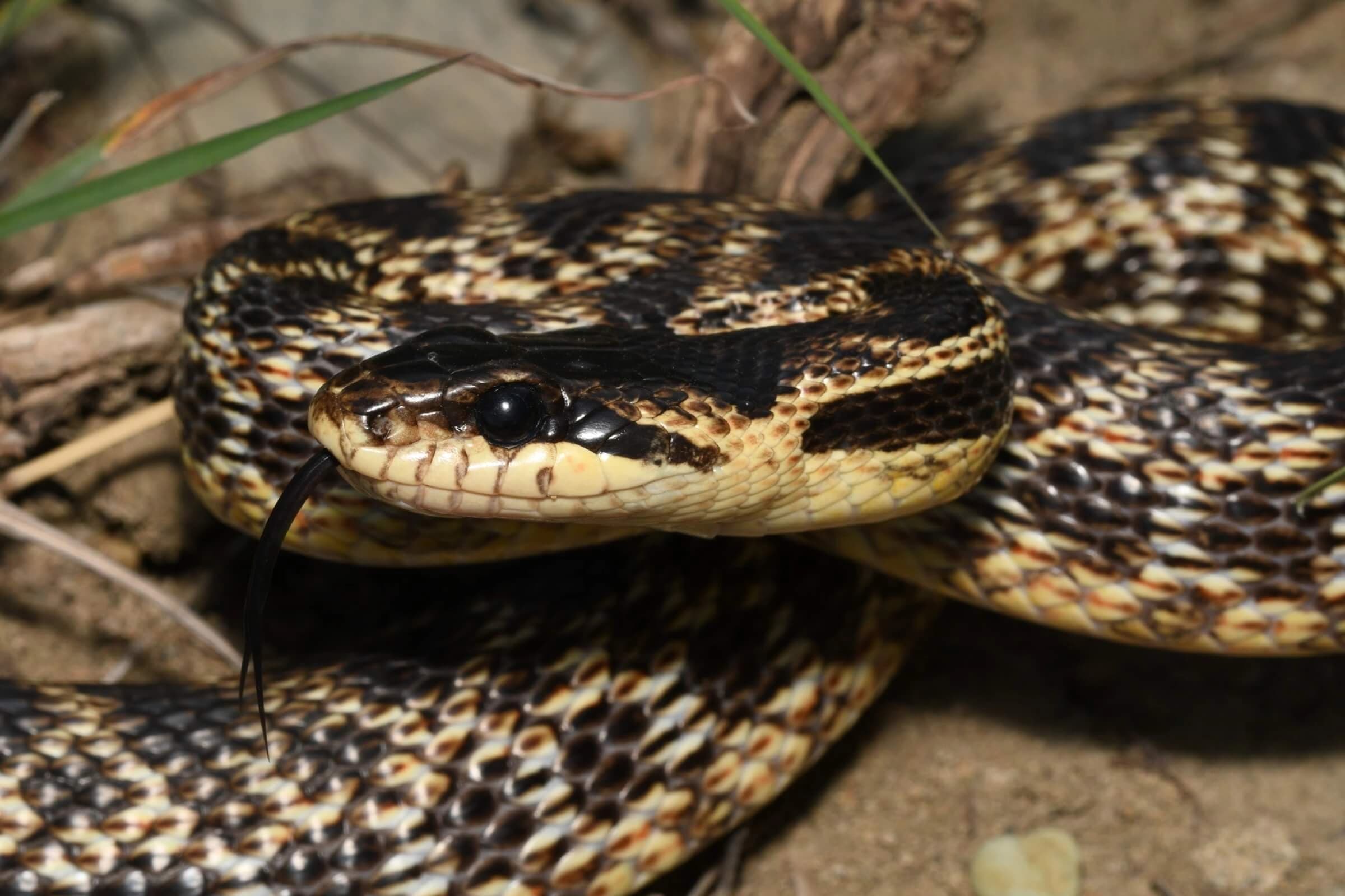 Urartian ratsnake — Photo 2