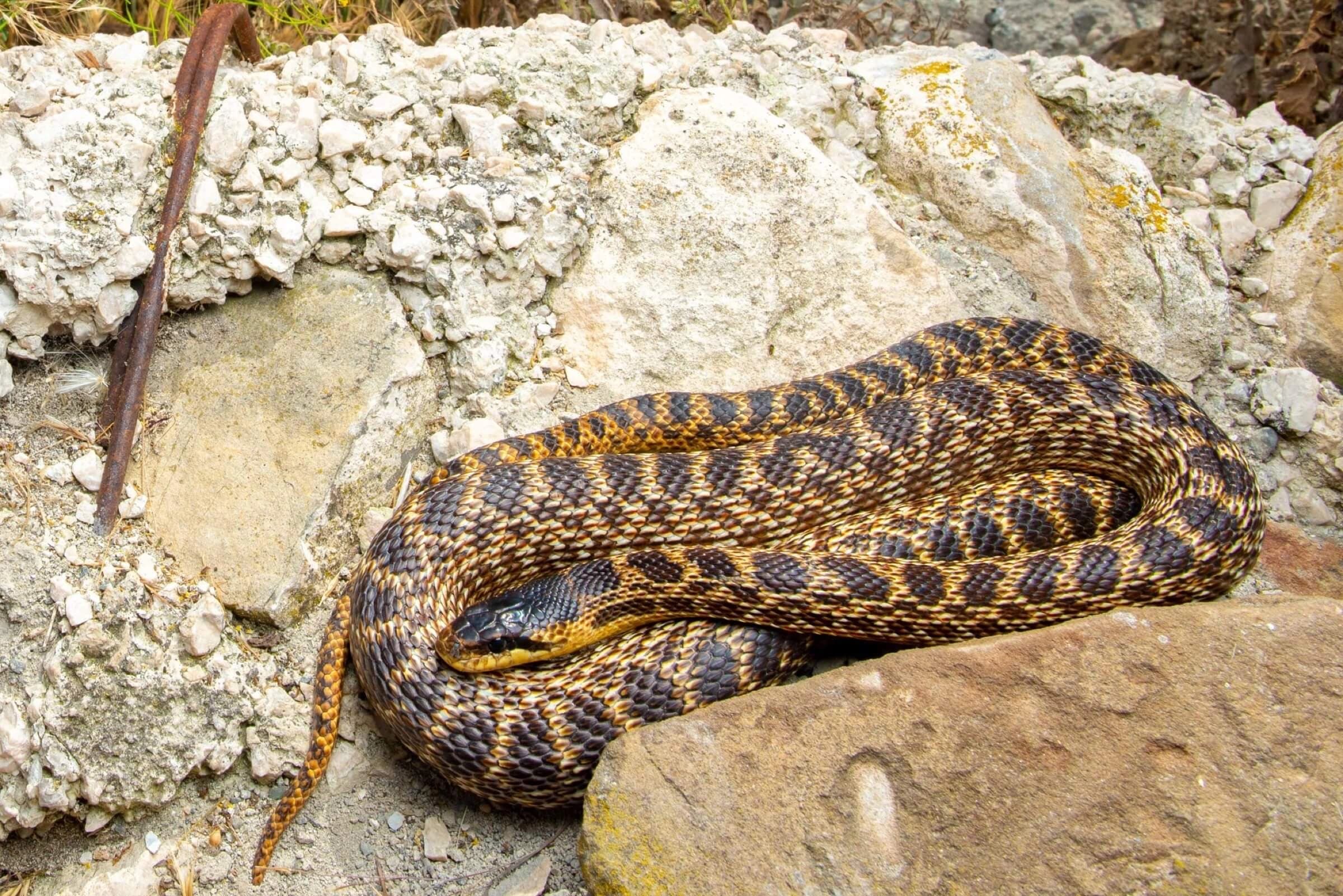 Urartian ratsnake — Photo 3