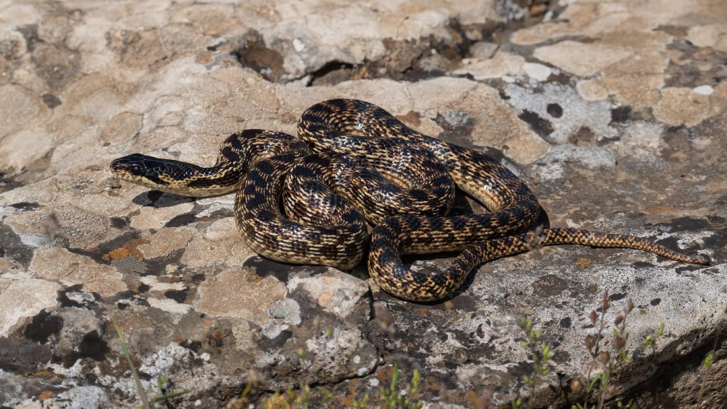 Urartian ratsnake — Photo 4