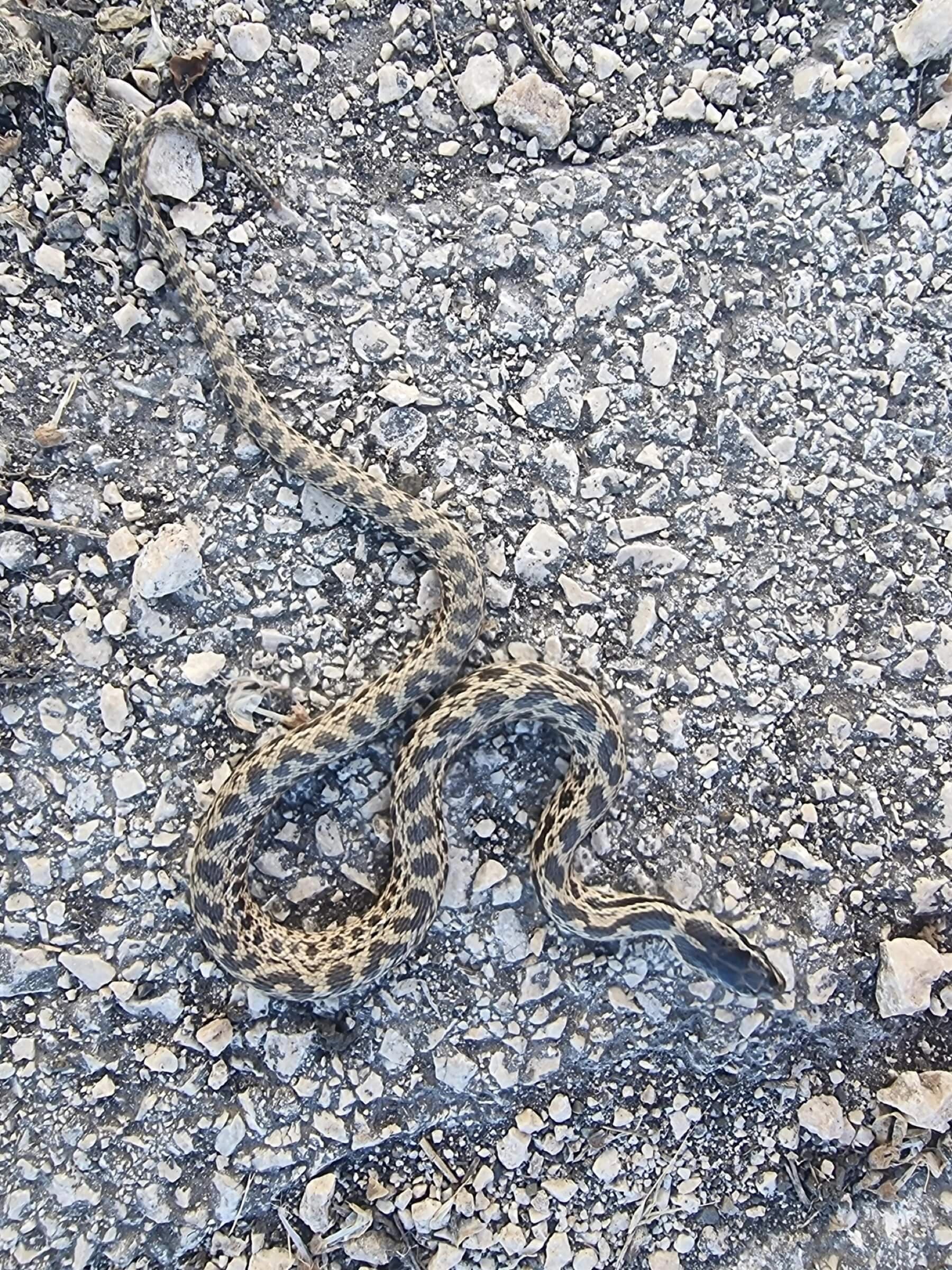 Urartian ratsnake — Photo 5